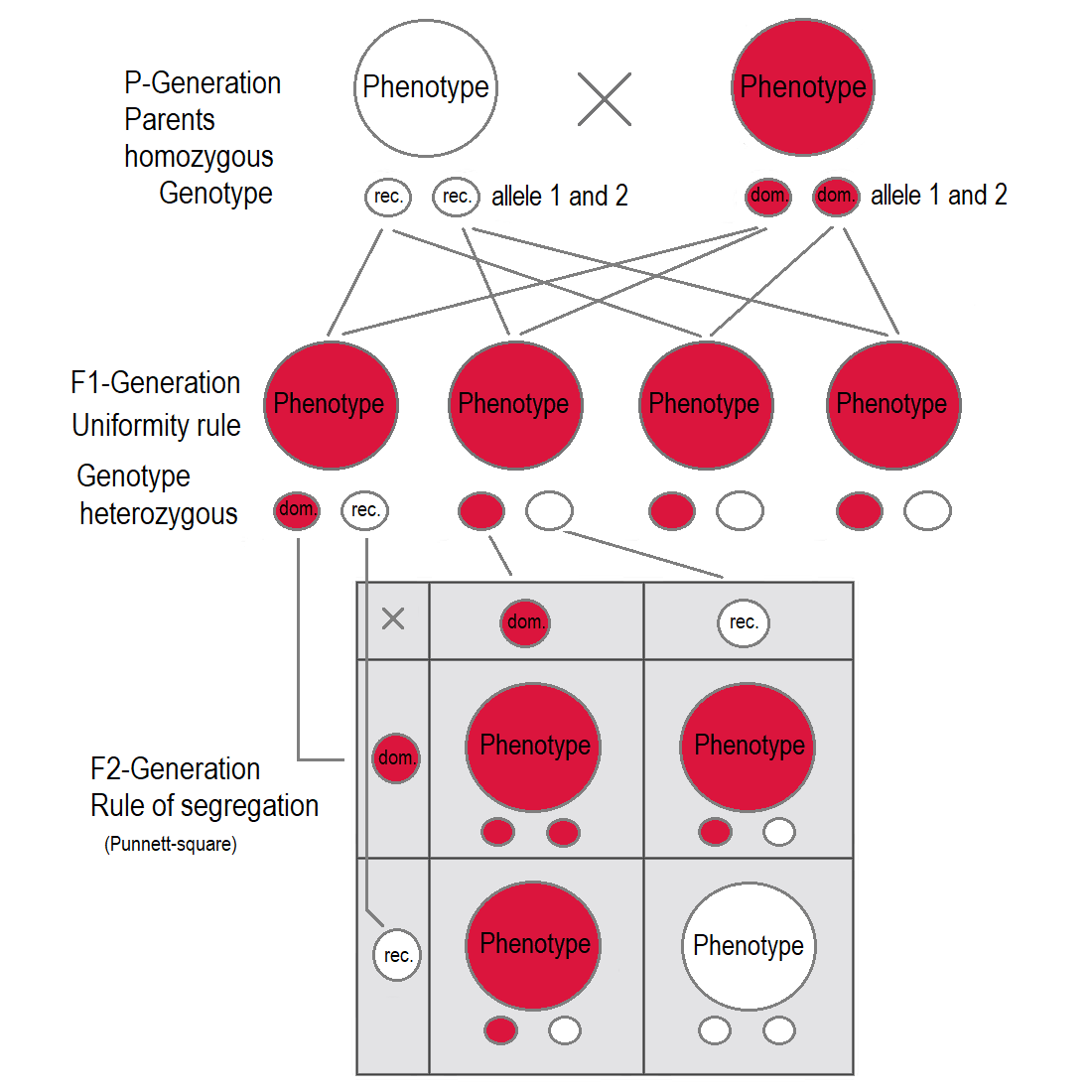 In the F1 generation all individuals have the same genotype and same phenotype expressing the dominant trait (red). In the F2 generation, the phenotypes show a 3:1 ratio. In the genotype 25% are homozygous with the dominant trait, 50% are heterozygous genetic carriers of the recessive trait, 25% are homozygous with the recessive genetic trait and expressing the recessive character.