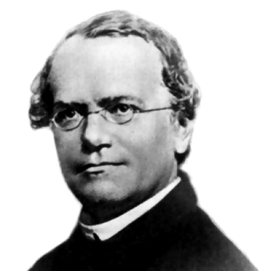 Gregor Mendel, the Moravian Augustinian monk who is credited for having founded the modern science of genetics