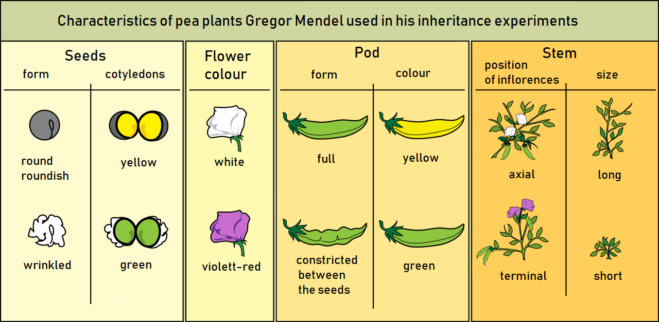Characteristics of pea plants Gregor Mendel used in his inheritance experiments