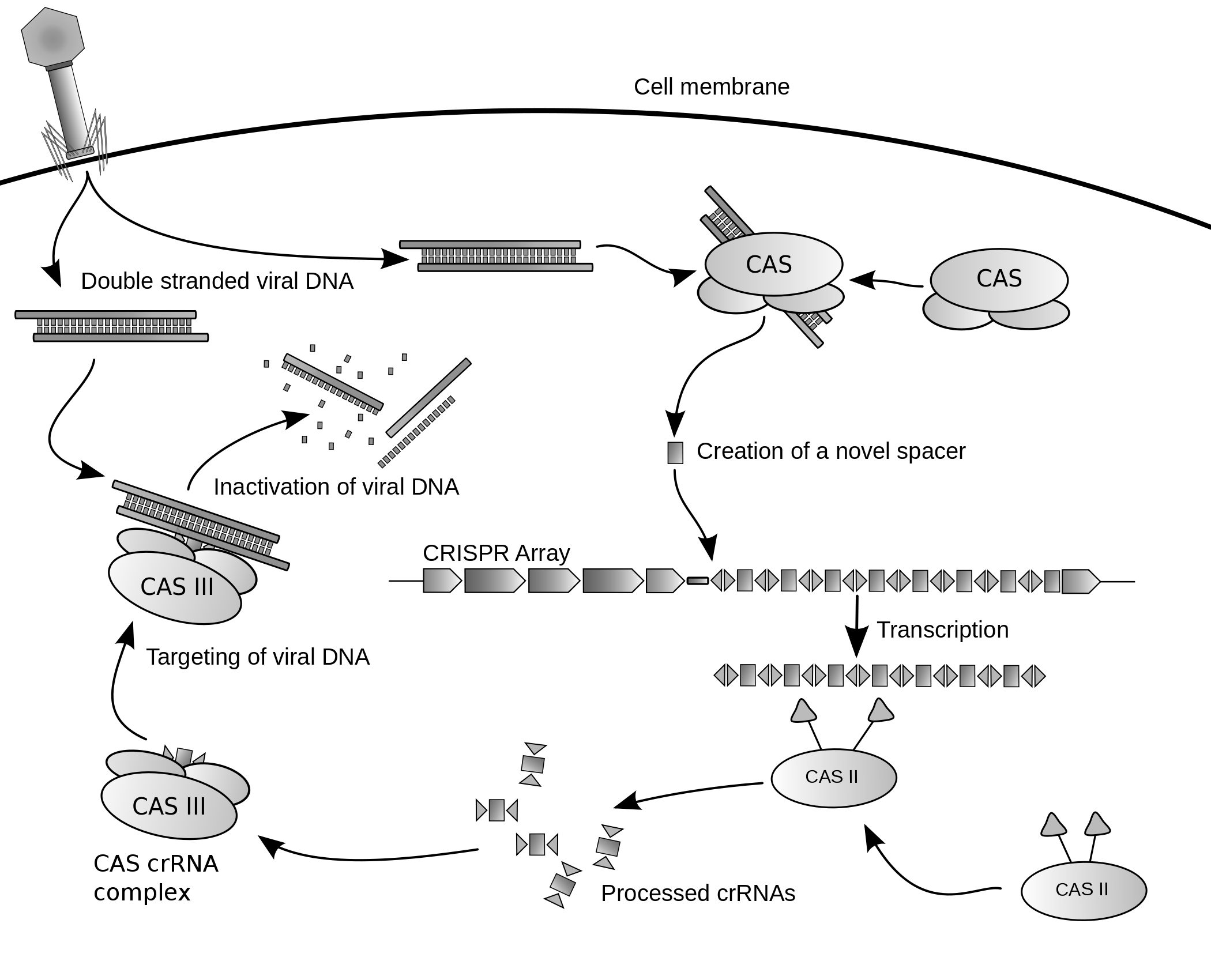 Diagram of the CRISPR prokaryotic antiviral defense mechanism.