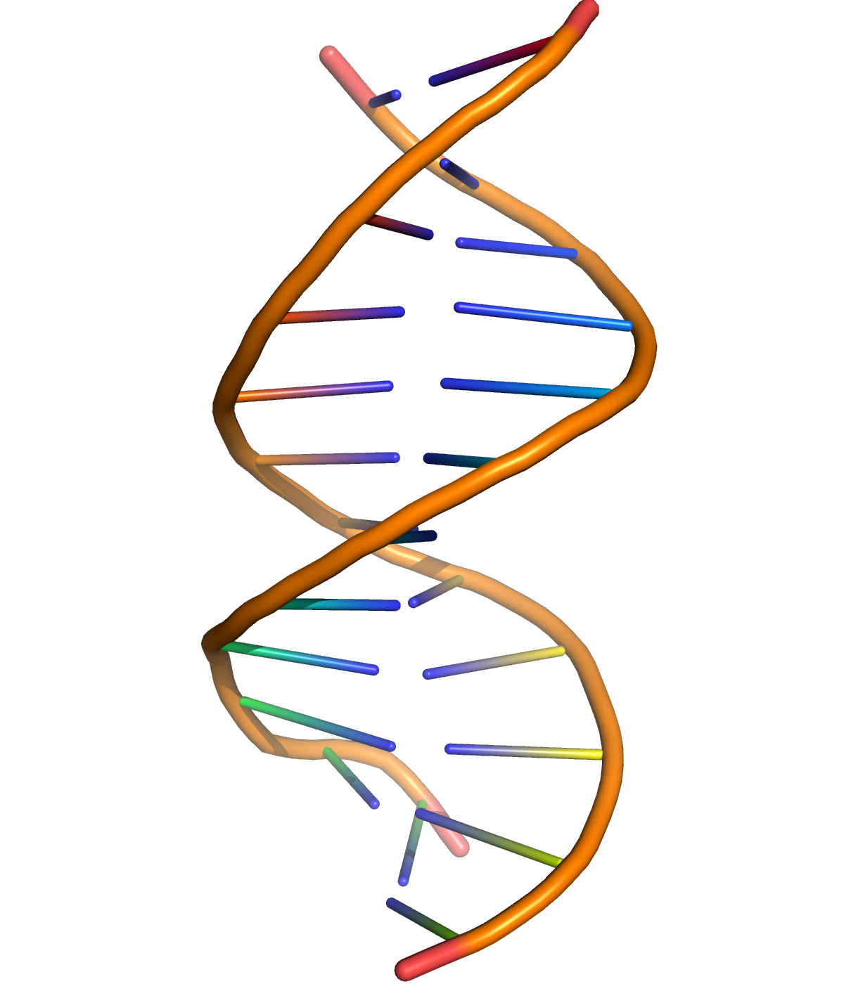 A cartoon representation of DNA based on atomic coordinates of PDB 1BNA, rendered with open source molecular visualization tool PyMol.