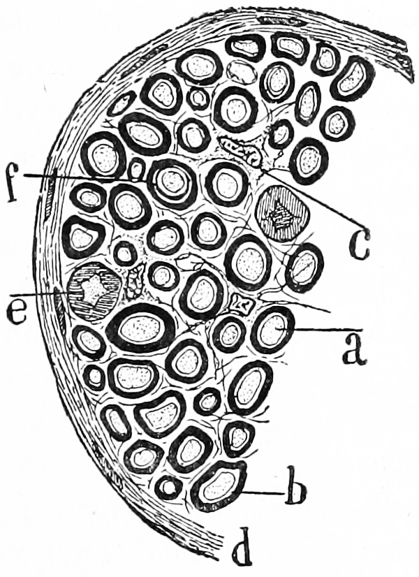 Transverse section of a nerve. a) a single nerve fibre (axon) surrounded by a thick layer of myelin. c) an interstitial cell. Histologie du système nerveux de l’homme & des vertébrés, Tome Premier (1909) by Santiago Ramón y Cajal translated from Spanish by Dr. L. Azoulay.