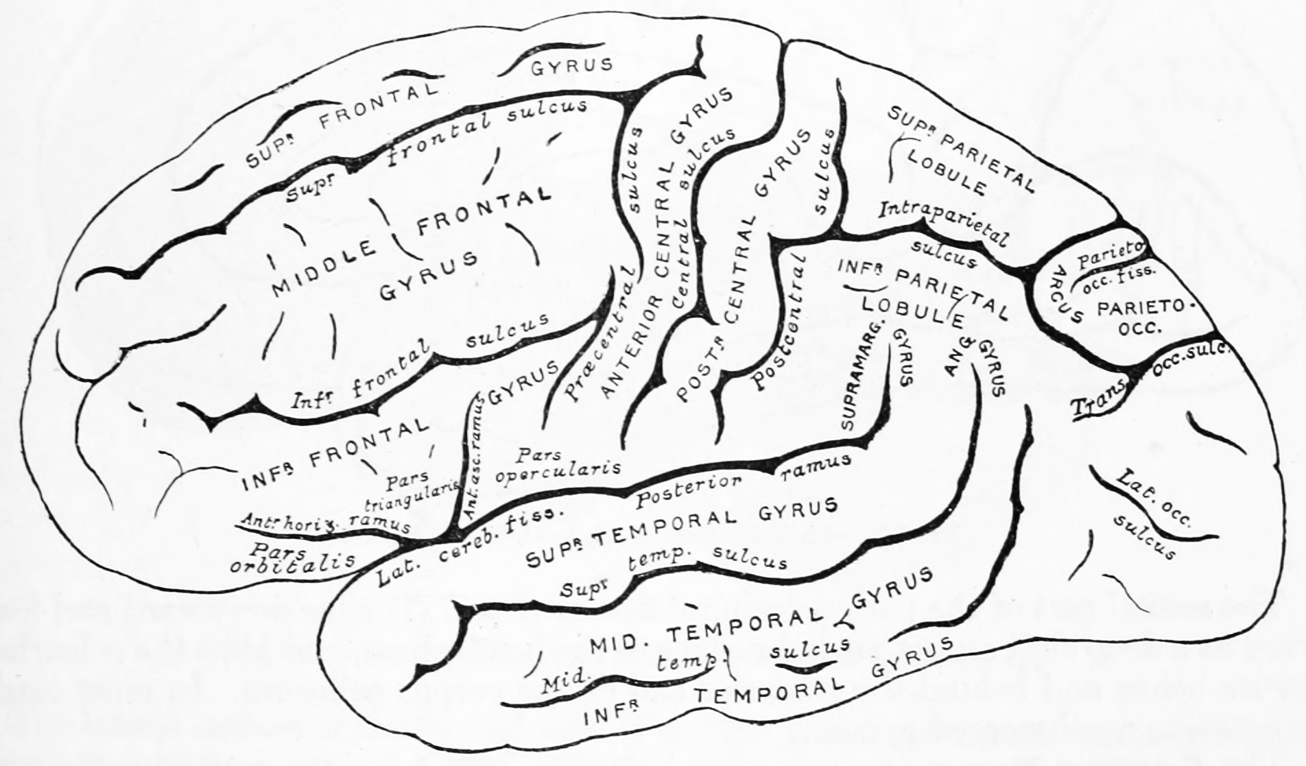 Diagram showing a lateral view of the ridges (gyri) and grooves (sulci) of the left hemisphere of the brain. From Gray Henry, Anatomy of the Human Body. 20th Edition, Lea & Febiger, Philadelphia & New York, 1918