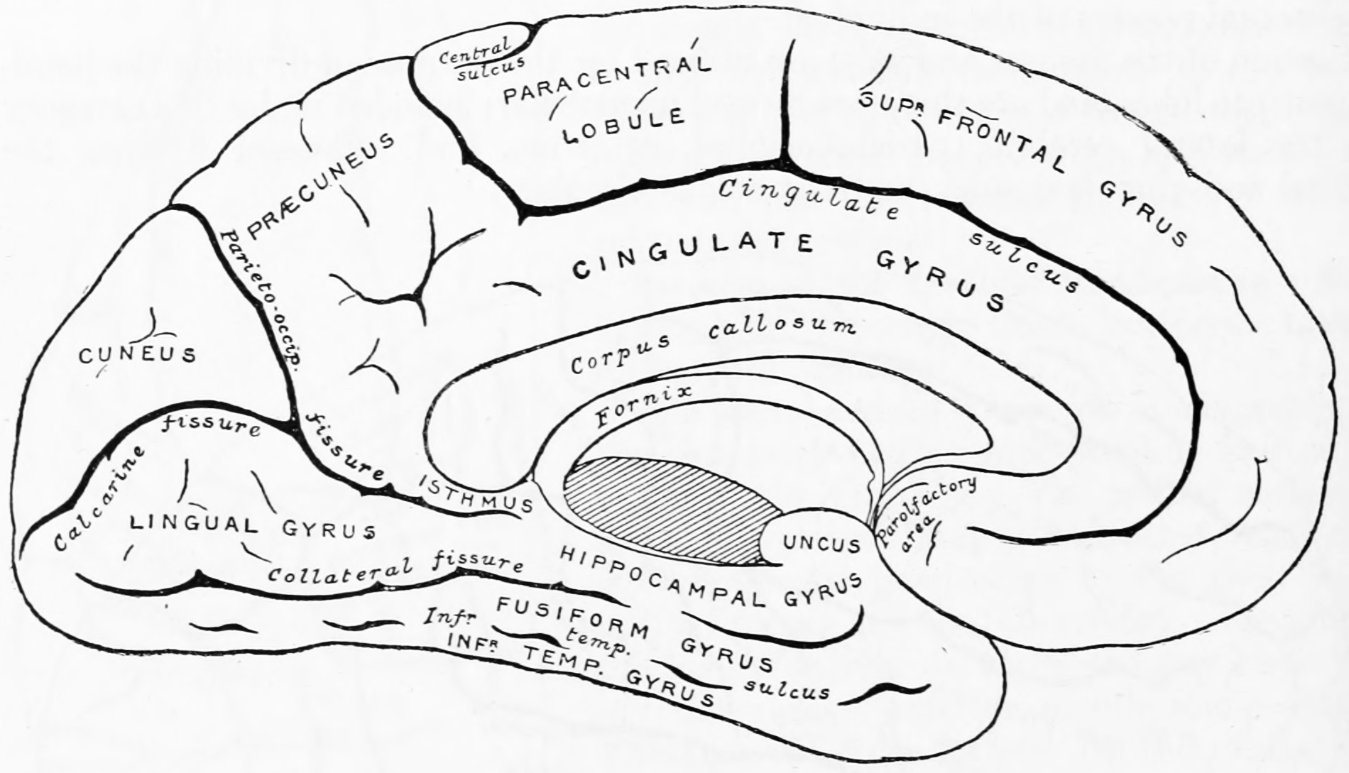 Diagram showing a medial view of the ridges (gyri) and grooves (sulci) of the left hemisphere of the brain. From Gray Henry, Anatomy of the Human Body. 20th Edition, Lea & Febiger, Philadelphia & New York, 1918