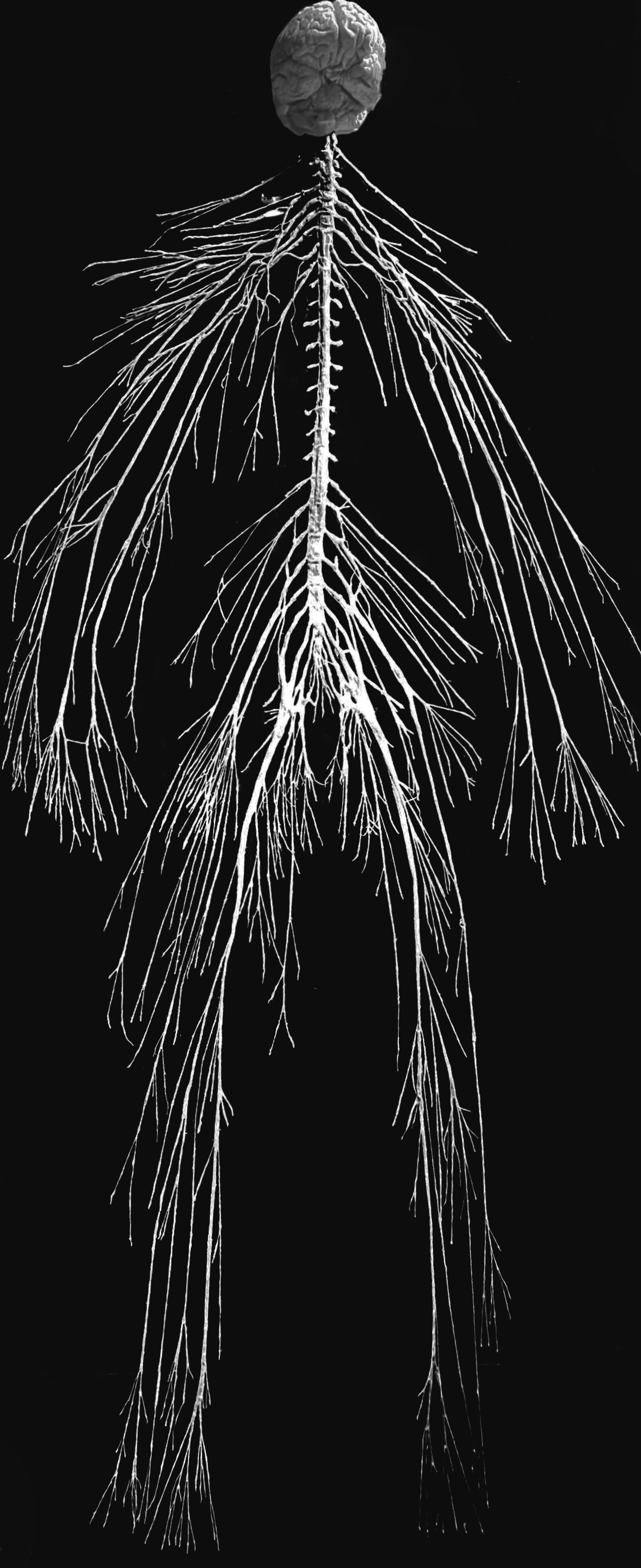 The human nervous system.