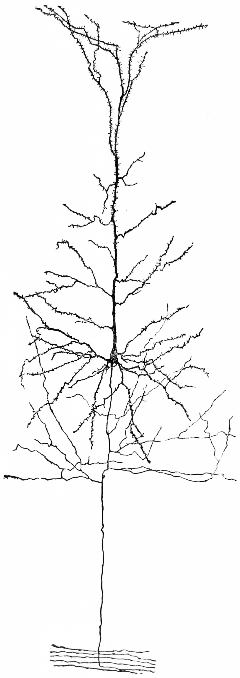 A nerve cell from the cerebral cortex of a rabbit. Notice the extensive tree of dendrites at the top, the long axon at the bottom. Because of the pyramid-like shape of the cell body, this type of neuron is referred to as a pyramidal cell.