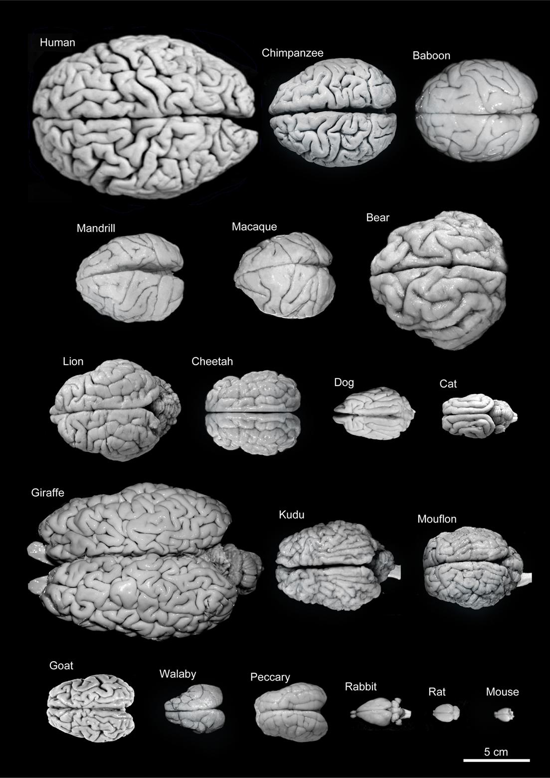 Variability of brain size and external topography. Photographs and weights of the brains of different species. Primates: human (Homo sapiens, 1.176 kg), chimpanzee (Pan troglodytes, 273 g), baboon (Papio cynocephalus, 151 g), mandrill (Mandrillus sphinx, 123 g), macaque (Macaca tonkeana, 110 g). Carnivores: bear (Ursus arctos, 289 g), lion (Panthera leo, 165 g), cheetah (Acinonyx jubatus, 119 g), dog (Canis familiaris, 95 g), cat (Felis catus, 32 g). Artiodactyls: giraffe (Giraffa camelopardalis, 700 g), kudu (Tragelaphus strepsiceros, 166 g), mouflon (Ovis musimon, 118 g), ibex (Capra pyrenaica, 115 g); peccary (Tayassu pecari, 41 g). Marsupials: wallaby (Protemnodon rufogrisea, 28 g). Lagomorphs: rabbit (Oryctolagus cuniculus, 5.2 g). Rodents: rat (Rattus rattus, 2.6 g), mouse (Mus musculus, 0.5 g). The chimpanzee brain was kindly supplied by Dr. Dean Falk. The rest of non-human brains were from material used in Ballesteros-Yánez et al., 2005). Scale bar: 5 cm. From DeFelipe J (2011) The evolution of the brain, the human nature of cortical circuits, and intellectual creativity. Front. Neuroanat. 5:29