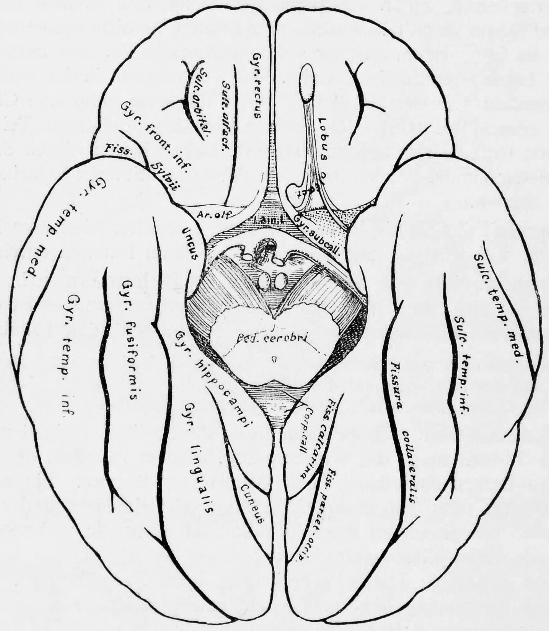 Diagram showing a view from the bottom of the ridges (gyri) and grooves (sulci) of the left hemisphere of the brain.
