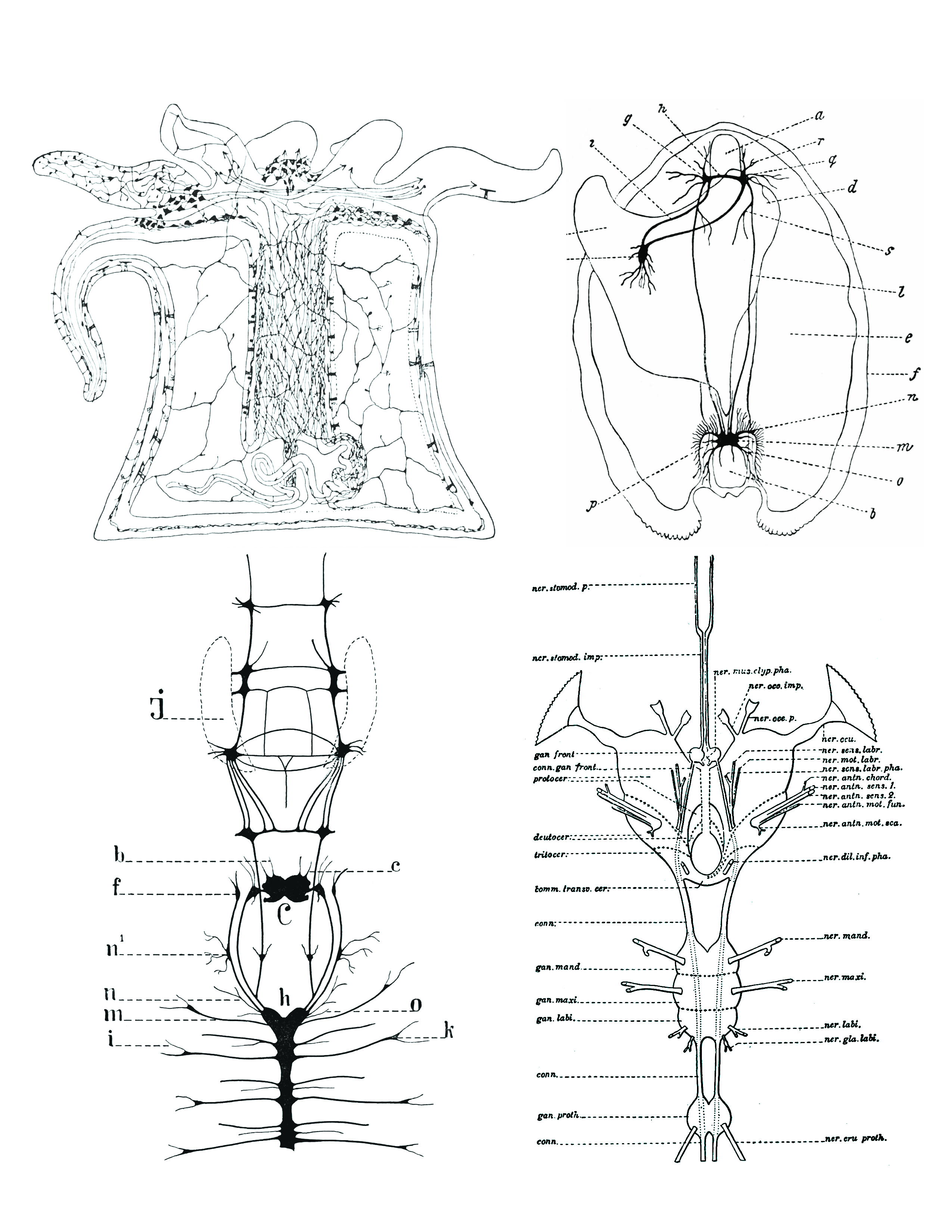 Comparison of nervous systems of invertebrates. Top left: A diffuse nerve net in Actinia (a genus of sea anemones in the family Actiniidae in the phylum Cnidaria); top right: The nervous system of Anadonta anatina, a freshwater mussel in the family Unionidae in the phylum Mollusca. c, foot; k, pedal ganglion; i, cerebro-pedal connective; g, cerebral ganglion; h, cerebral connective; a, anterior adductor muscle; r, q, anterior pallial nerves; d, liver; s, visceral nerve; l, cerebro-visceral connective; e, gill; f, edge of mantle; n, branchial nerves; m, visceral ganglion; o, posterior pallial nerves; b, posterior adductor muscle; p, lateral pallial nerves; bottom left: the nervous system of Alitta virens, a polychaete worm in the phylum Annelida. J, jaws; b, antennal nerves; c, palpal nerves; f, ganglia for the dorsal peristomial cirri; n1 , ganglion; n, nerves for the dissepimenta; m, parapodial nerves; i, parapodial branch; h, ventral chain of ganglia; C, cerebral ganglion; o, nerve passing through dissepiment to preceding segment; k, parapodial ganglion. Bottom right: the nervous system of an insect (Arthropoda). From Morphology of invertebrate types, by Alexander Petrunkevitch. New York, Macmillan company, 1916.