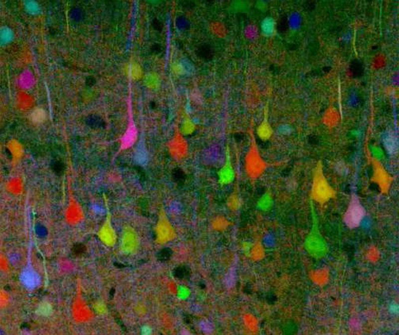 A brainbow of mouse neurons.