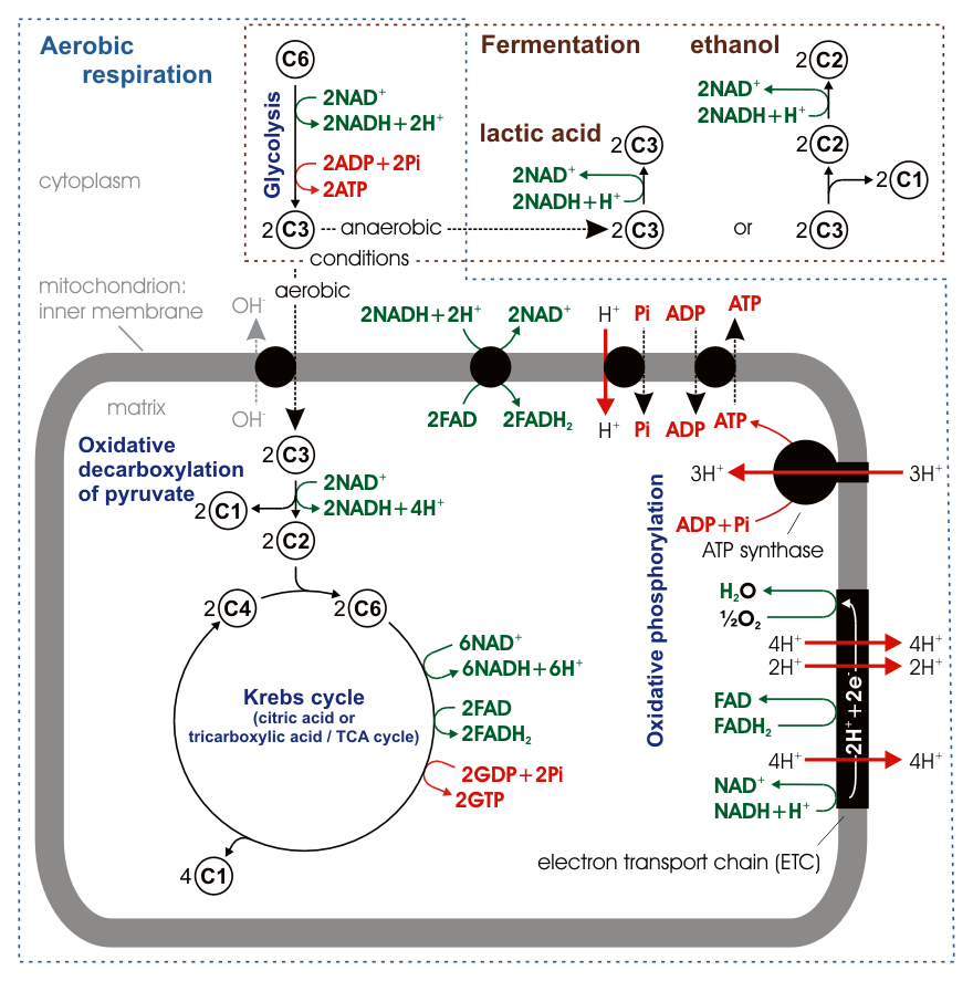 Stoichiometry of aerobic respiration and most known fermentation types in eucaryotic cell. Numbers in circles indicate counts of carbon atoms in molecules, C6 is glucose C6H12O6, C1 carbon dioxide CO2. Mitochondrial outer membrane is omitted.