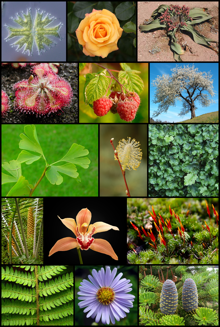 The diversity of plants.