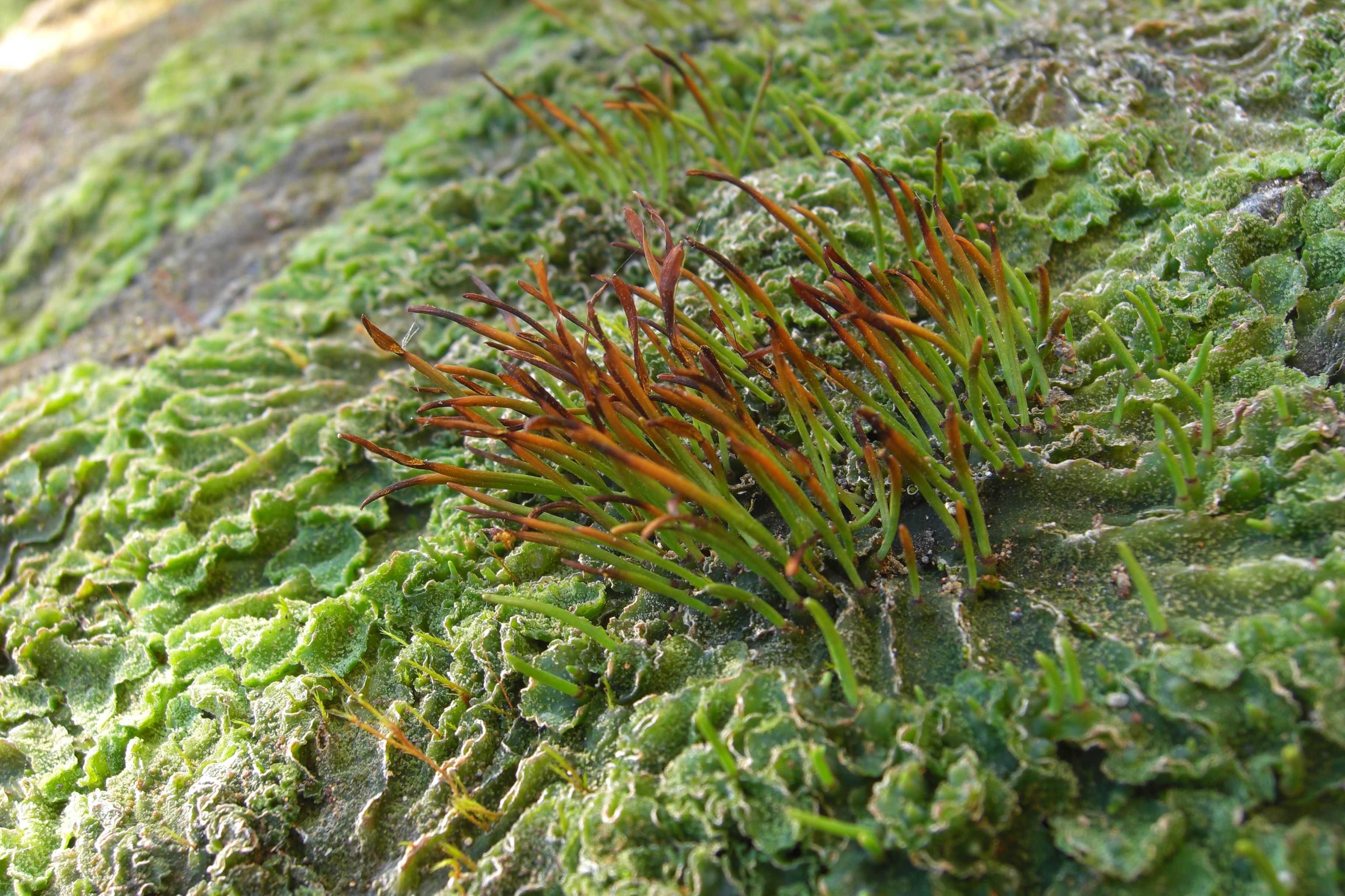 Hornworts are bryophytes that are believed to the closest living relatives of the vascular plants.