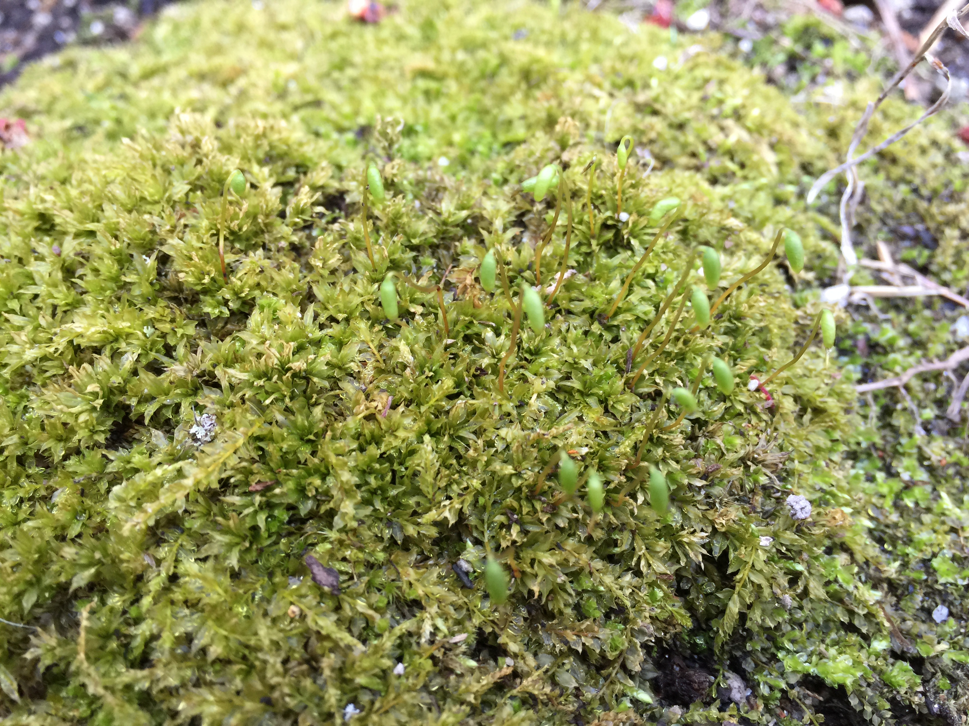 A moss showing both gametophytes (the low, leaf-like forms) and sporophytes (the tall, stalk-like forms).
