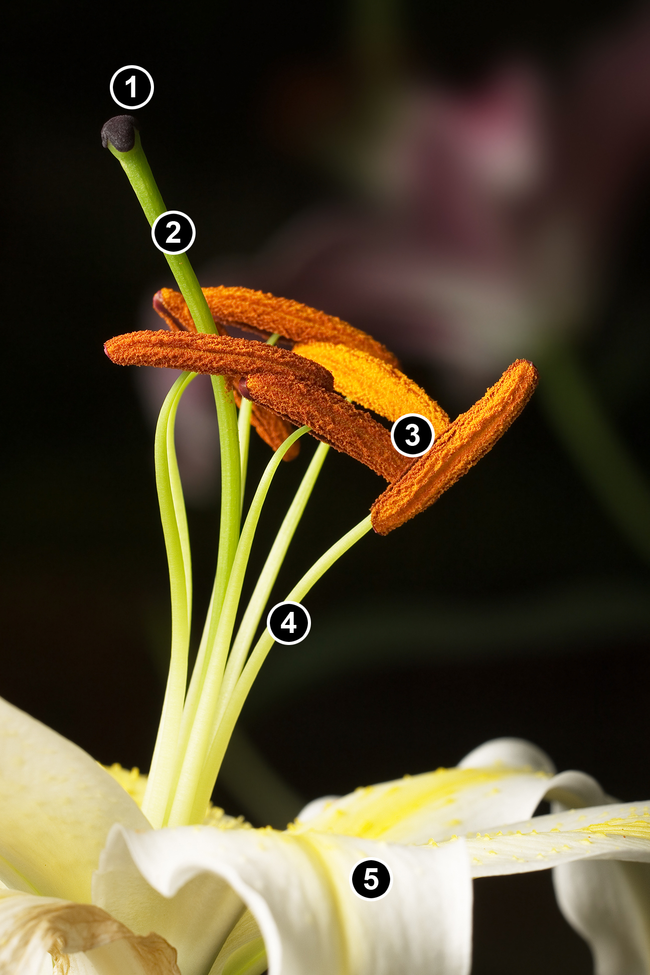 Reproductive parts of Easter Lily (Lilium longiflorum).1. Stigma, 2. Style, 3. Stamens, 4. Filament, 5. Petal