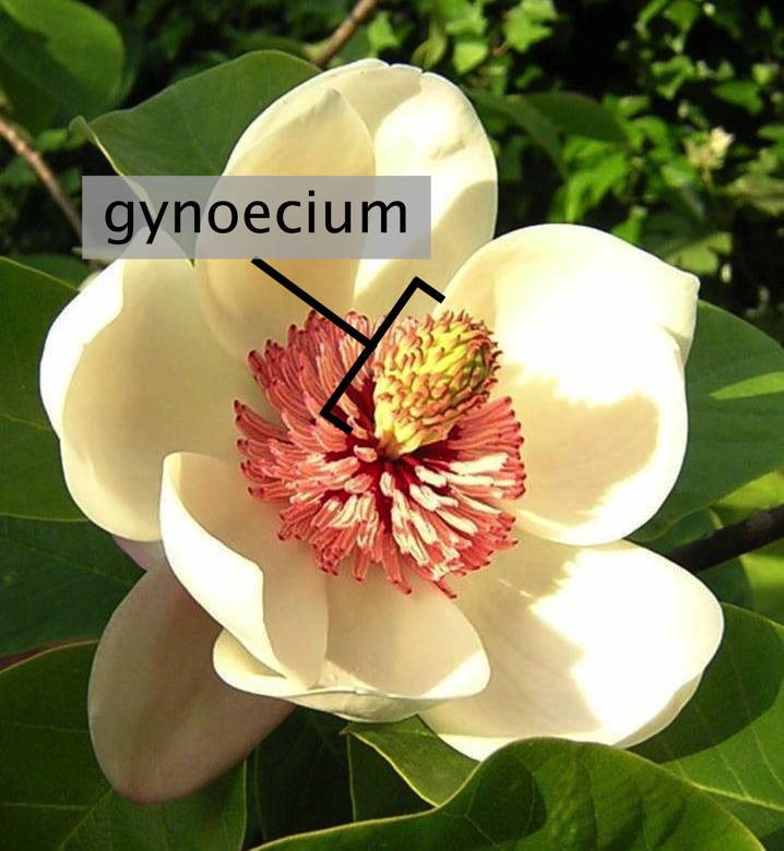 Flower of Magnolia × wieseneri showing the many pistils making up the gynoecium in the middle of the flower