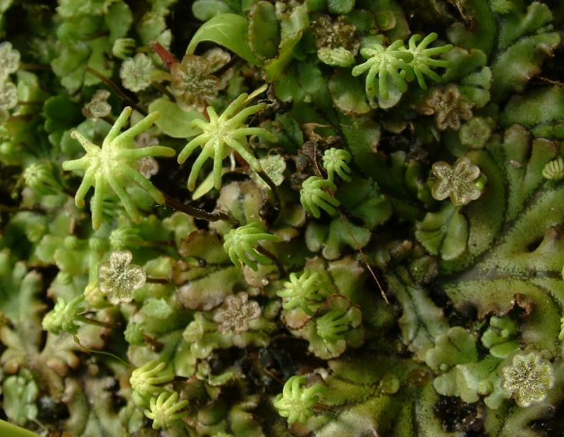 Marchantia polymorpha, with antheridial and archegonial stalks.