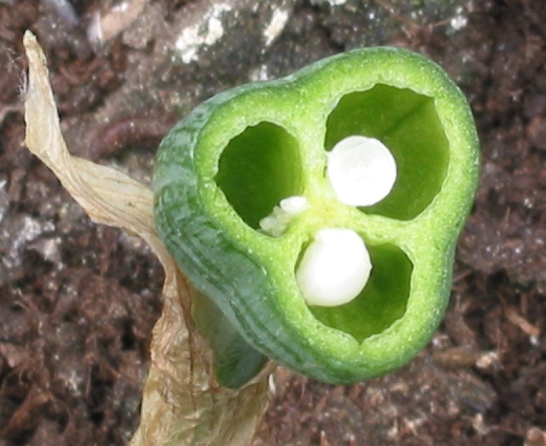 Cross-section through the ovary of Narcissus showing multiple carpels (the female reproductive part of the flower) fused along the placental line where the ovules form