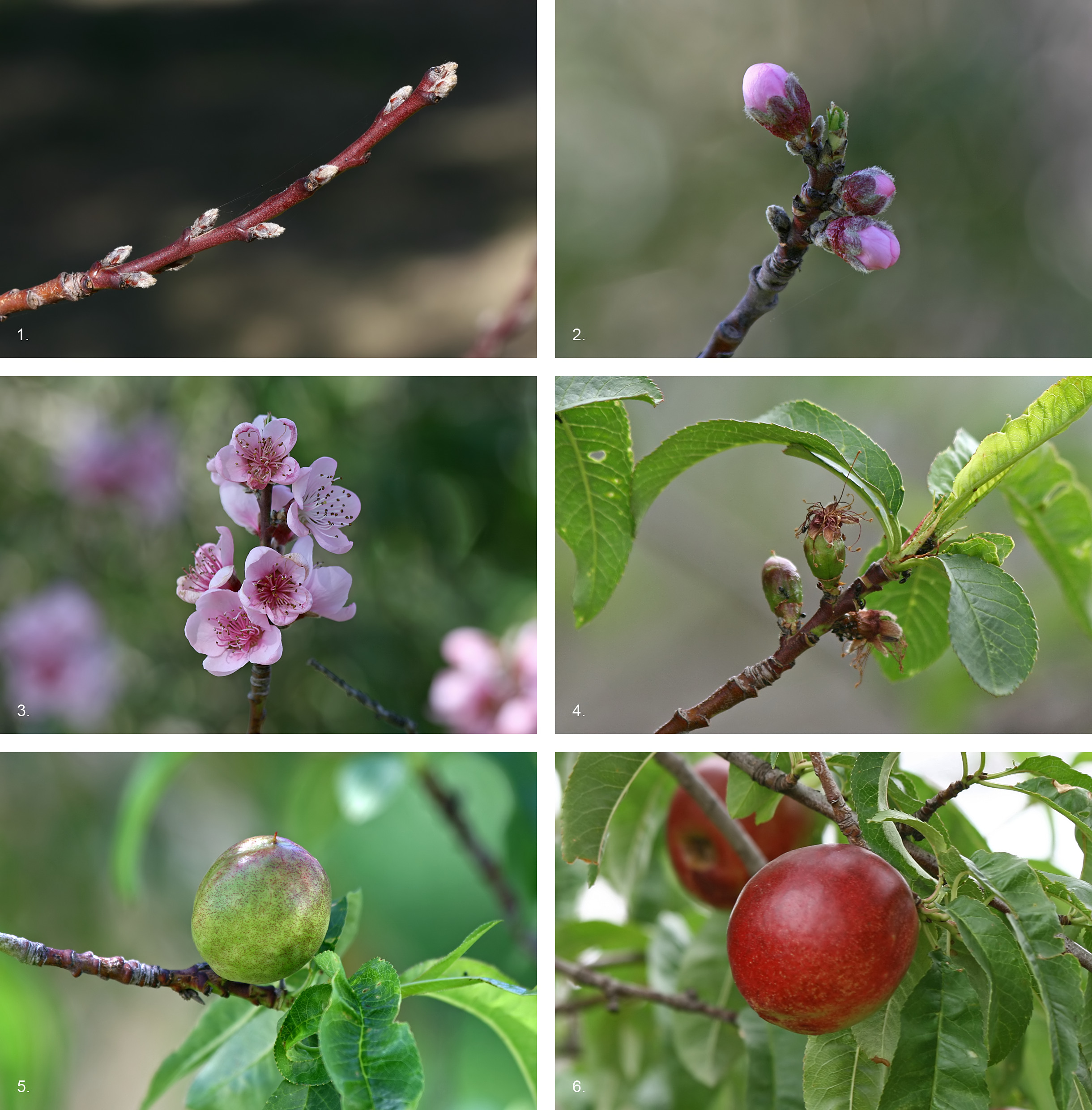 The development sequence of a typical drupe, the nectarine (Prunus persica) over a 7.5 month period, from bud formation in early winter to fruit ripening in midsummer.)1. Bud formation can be observed on new growth on the plant (early winter) 2. Flower buds clearly formed and leaves start to develop (early spring, ≈ 3 months) . 3. Flowers fully develop and are pollinated by wind or insects (early spring, ≈ 3½ months). 4. If successfully pollinated, flowers die back and incipient fruit can be observed; leaves have quickly grown to provide tree with food and energy from photosynthesis (mid-spring, ≈ 4 months). 5. Fruit is well developed and continues to grow (late spring, ≈ 5½ months). 6. Fruit fully ripens to an edible form to encourage spreading of seed contained within by animals (midsummer, ≈ 7½ months)