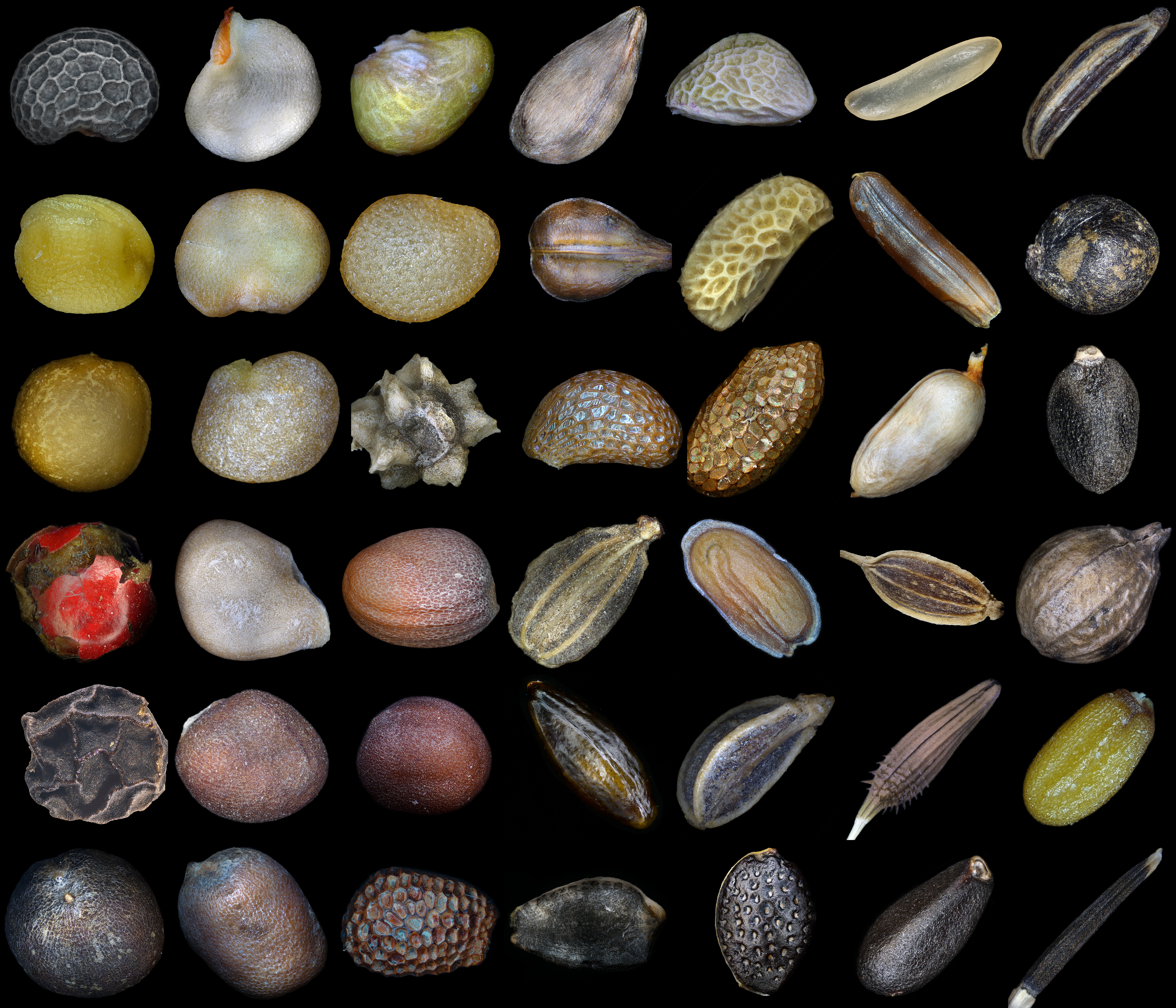 Microimages of seeds of various plants. The first row: Poppy, Red pepper, Strawberry, Apple tree, Blackberry, Rice, Carum. Second row: Mustard, Eggplant, Physalis, grapes, raspberries, red rice, Patchouli. The third row: Figs, Lycium barbarum, Beets, Blueberries, Golden Kiwifruit, Rosehip, Basil. The fourth row: Pink pepper, Tomato, Radish, Carrot, Matthiola, Dill, Coriander Fifth row: Black pepper, White cabbage, Napa cabbage, Seabuckthorn, Parsley, Dandelion, Capsella bursa-pastoris. The sixth row: Cauliflower, Radish, Kiwifruit, Grenadilla, Passion fruit, Melissa, Tagetes erecta.