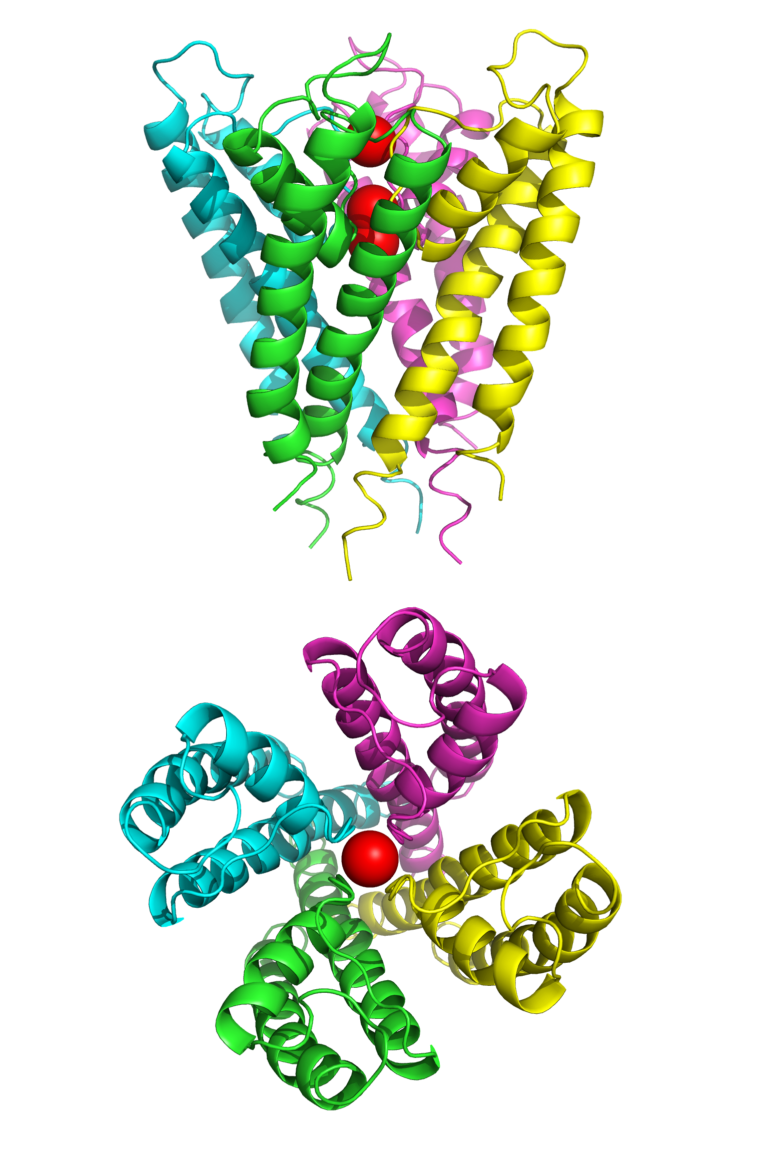 The structure of the potassium channel KcsA fromn Streptomyces lividans determined by X-ray crystallography.Top: side view; bottom: top view. KcsA shares sequence similarity with all known K+ channels and was the first ion channel to have its structure solved at atomic resolution. It consists of four identical subunits that together form a cone shaped structure (top) with a ion selectivity filter at its outer end. Three K+ ions (red spheres) are present in the channel, two of which are held 7.5 angstroms apart by the selectivity filter, a third K+ ion shown in the channel pore below. Data from PDB 1BL8, rendered with open source molecular visualization tool PyMol.