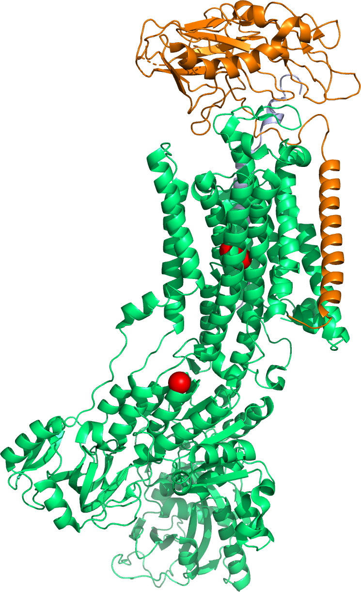 A cartoon representation of the molecular structure of the sodium - potassium pump based on atomic coordinates of PDB 2ZXE, rendered with open source molecular visualization tool PyMol.