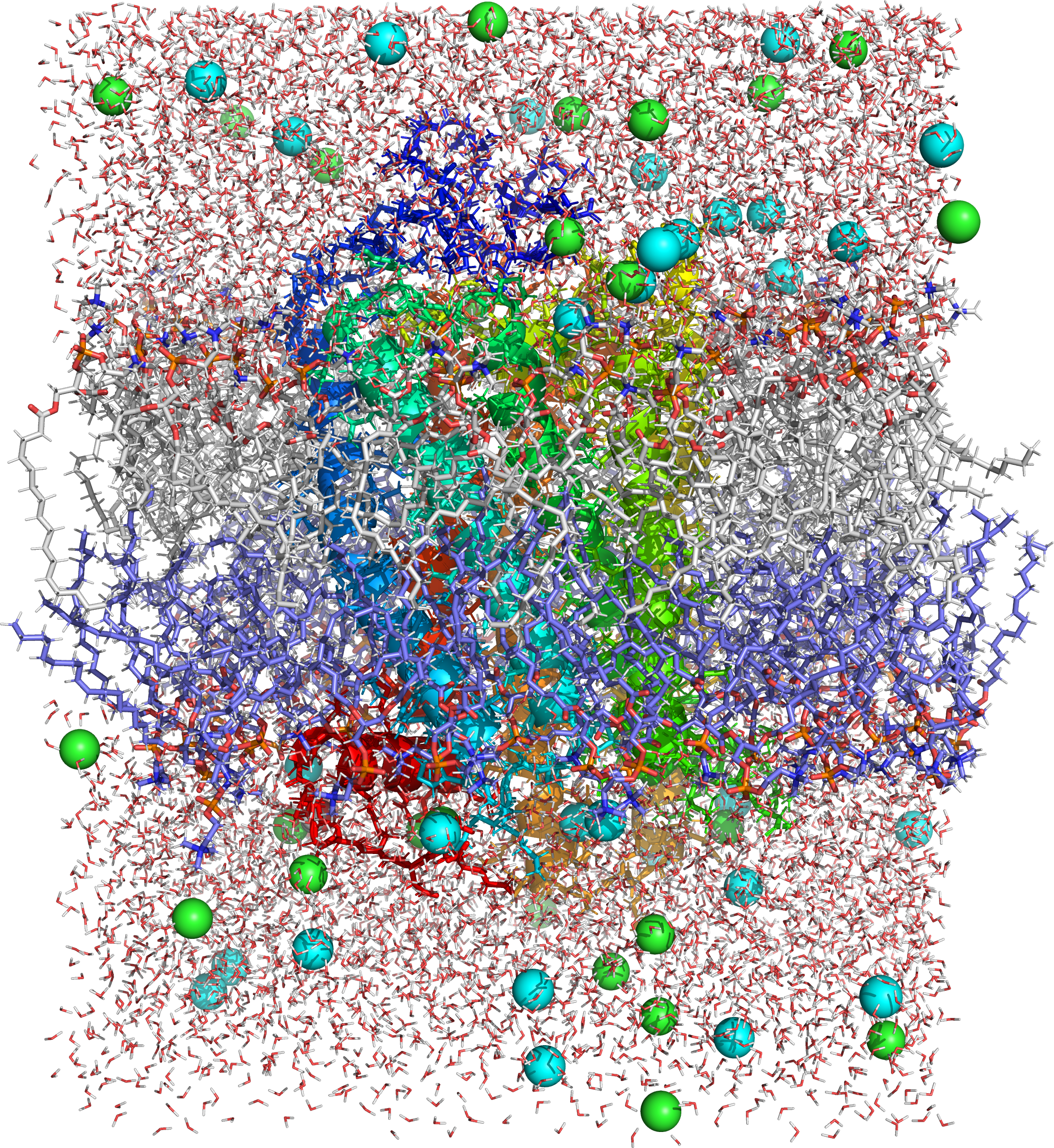 Picture of a molecular dynamics simulation of a cell membrane/protein complex consisting of bovine rhodopsin incorporated of a phosphatidylcholine (1-palmitoyl-2-oleoyl-sn-glycero-3-phosphocholine, POPC) lipid bylayer. POPC and water molecules are depicted as sticks. The lipid layers facing the extracellular and cytoplasmic spaces are shown in white and blue, respectively. Both the extra- and intracellular interfaces are covered with layers of water. The secondary structure of rhodopsin is depicted in rainbow colored cartoon representation. Potassium and chloride ions are shown as spheres (colored in cyan and green, respectively). Image generated from PDB file obtained from the CHARMM-GUI Archive - Protein/Membrane Complex Library using the open source molecular visualization tool PyMol.