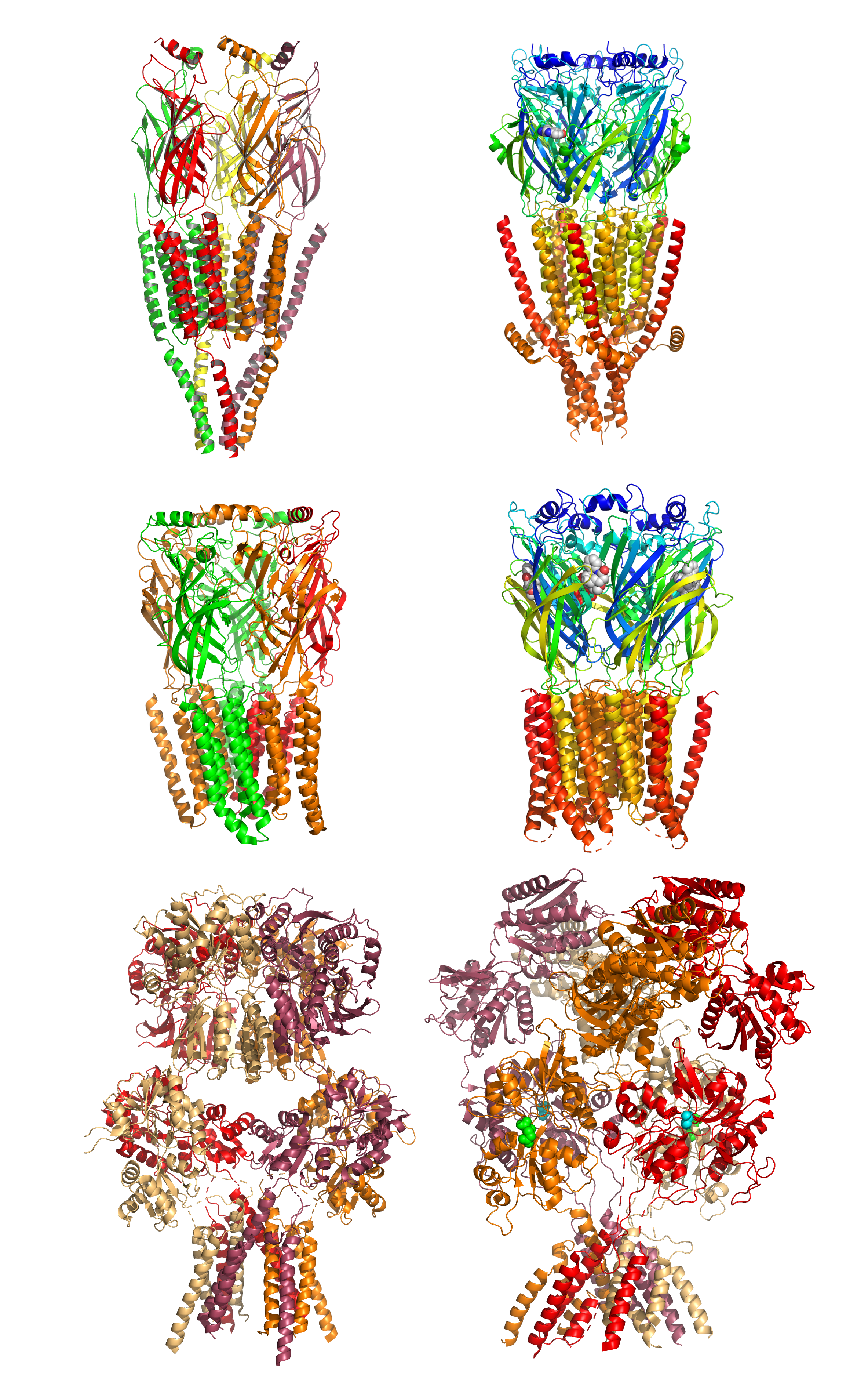 Structures of ligand-gated ion channels. Top row: The nicotinic acetylcholine receptor (left) and the serotonin 5-HT3 receptor. Middle row: The GABAA receptor (left) and glycine receptor (rigt). Bottom row: The AMPA receptor (left) and NMDA receptor (reight). Data from PDB 2BG9, PDB 6HIO, PDB 6D6U, PDB 3JAD, PDB 5IDE, and PDB 4PE5, rendered with open source molecular visualization tool PyMol.