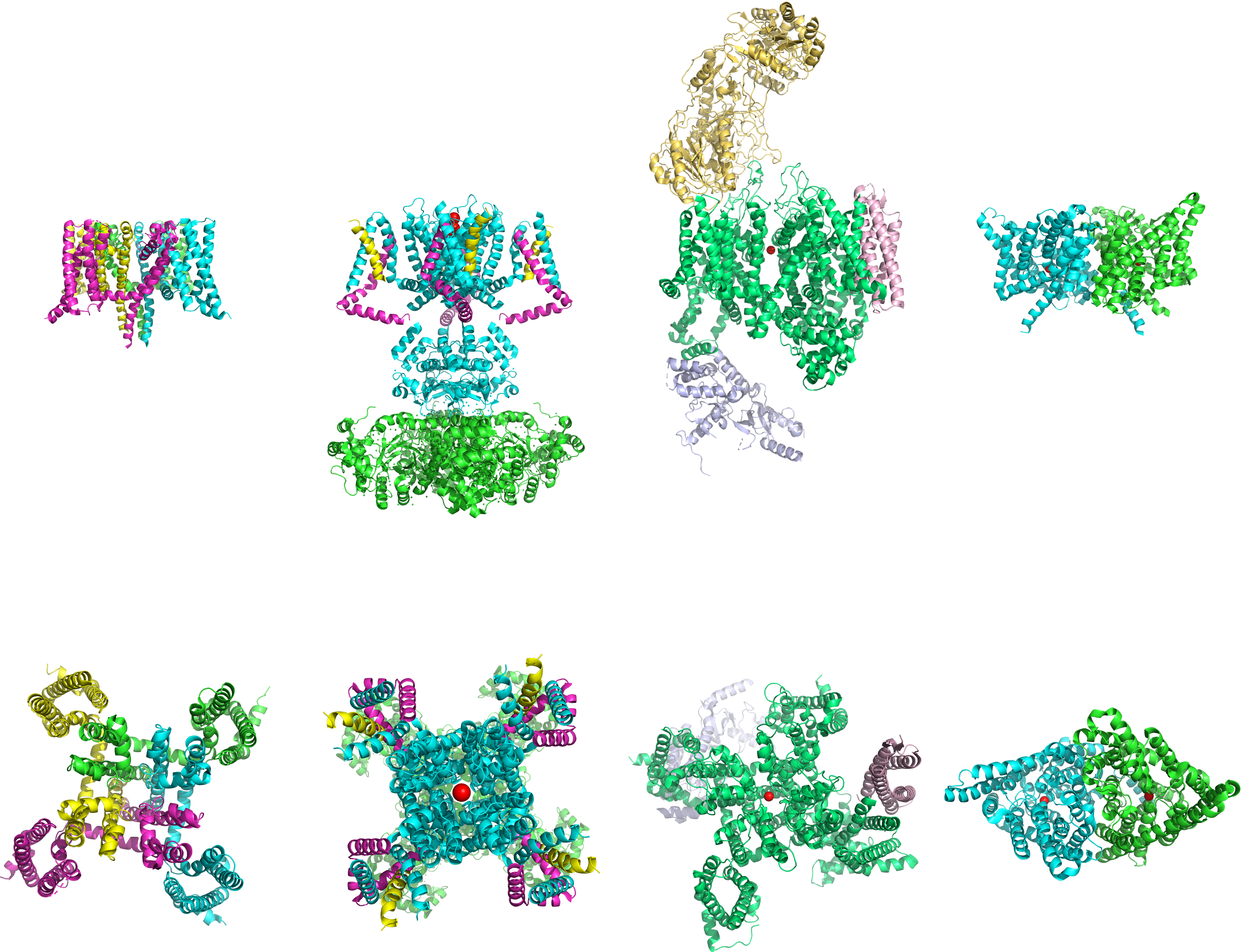 The structures (from left to right) of voltage-gated sodium, potassium, calcium and chloride channels. Top: side view; bottom: top view. Data from PDB 5EK0, PDB 2A79, PDB 3JBR and PDB 1KPL rendered with open source molecular visualization tool PyMol.