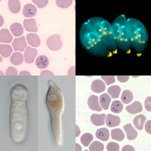Composite image of various Apicomplexan parasites showing Babesia microti in red blood cells (top left), toxoplasma gondii (top right), a septate eugregarine (bottom left), Lankesteria cystodytae (bottom middle), and Plasmodium falciparum in red blood cells (bottom right).