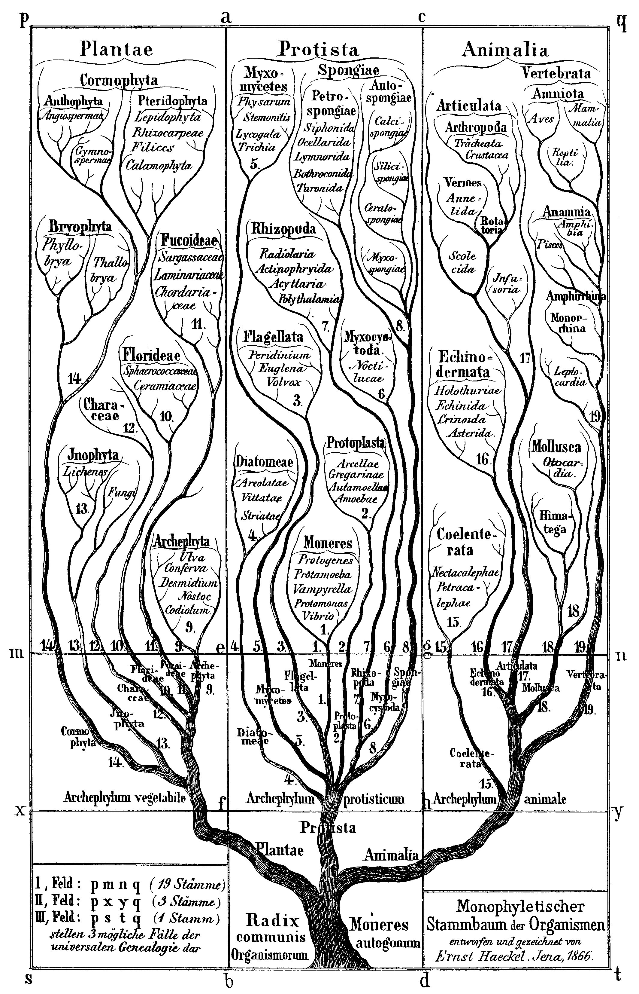 “Monophyletischer Stambaum der Organismen” from Generelle Morphologie der Organismen (1866) with the three branches Plantae, Protista, Animalia.
