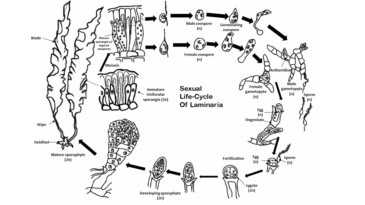 The sexual life cycle of Laminaria, a representative of some 30 different species of brown algae that are commonly called “kelp”.