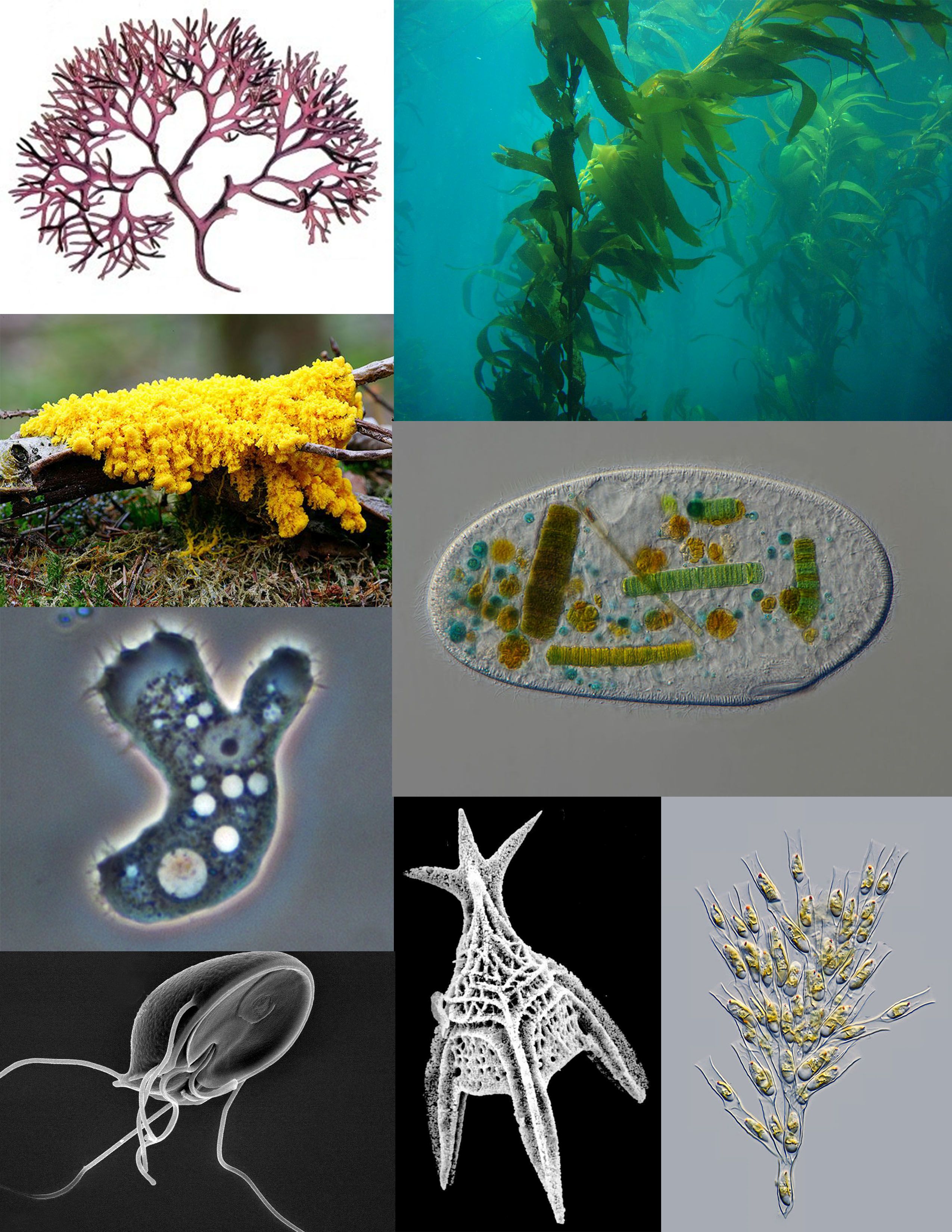 A sampling of protists: red algae (Chondrus crispus); brown algae (Giant Kelp); ciliate (Frontonia); golden algae (Dinobryon); Foraminifera (Radiolaria); parasitic flagellate (Giardia muris); pathogenic amoeba (Acanthamoeba); amoebozoan slime mold (Fuligo septica)