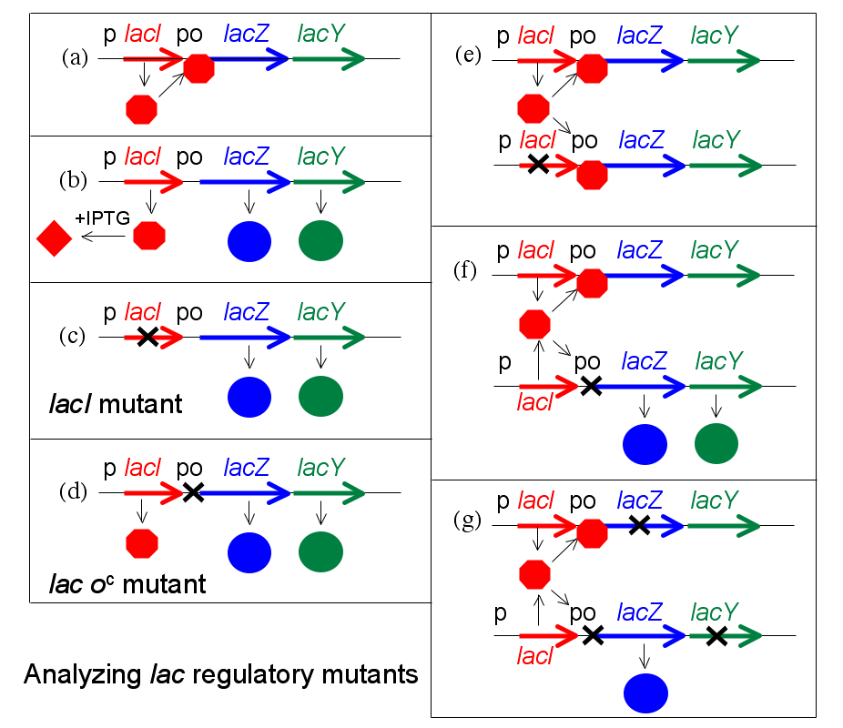 Analysis of lac regulatory mutants by Lac complementation.