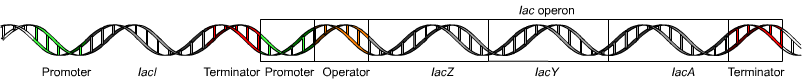 Layout of the lac operon.