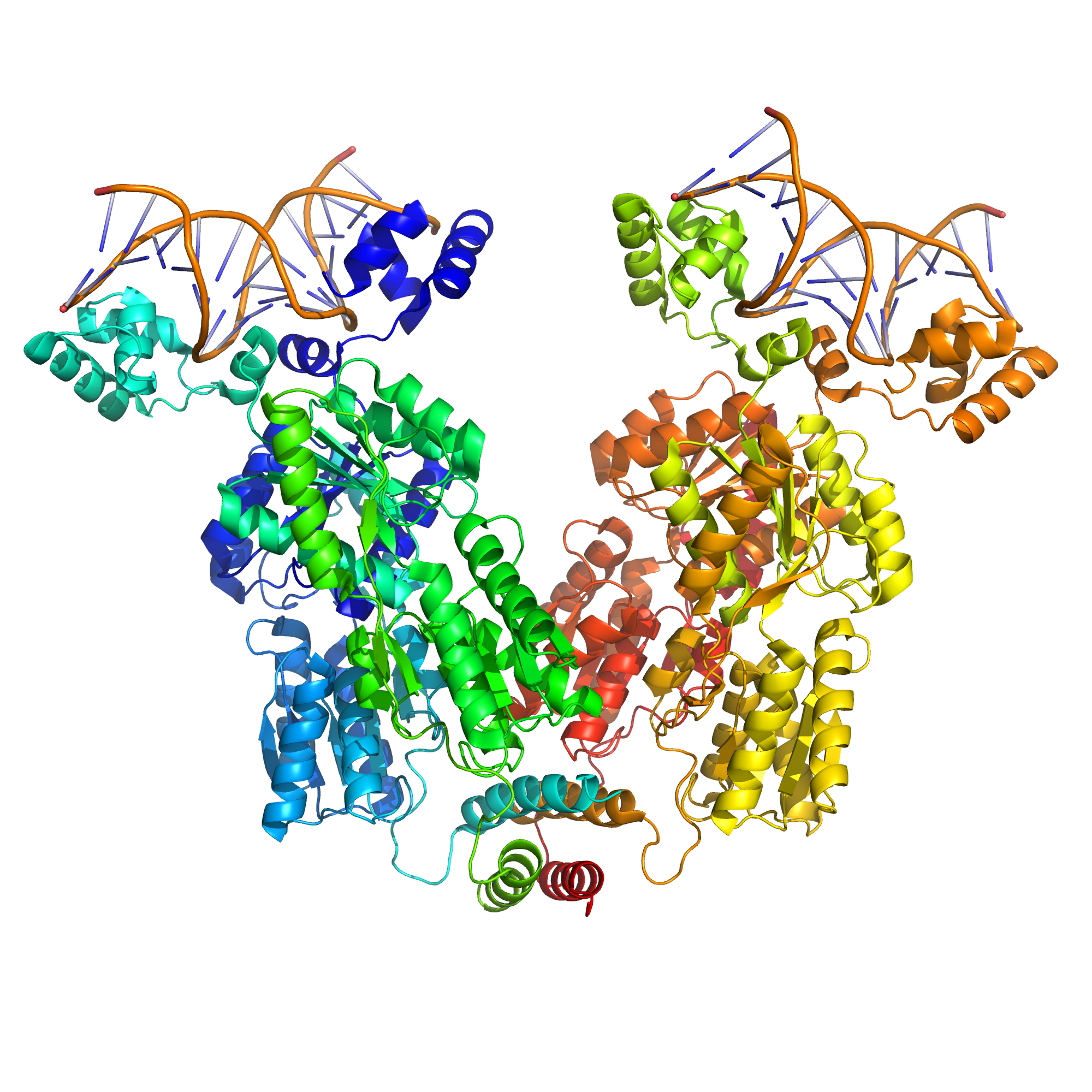 A simulated structural model of a complex between the lac repressor protein (LacI) and a 107-bp-long DNA segment. Two dimeric LacI functional subunits (green +blue and yellow + orange) each bind a DNA operator sequence (top). The mobility of the DNA-binding head groups coupled to the stable body of the body of LacI provide the force for the looping of the DNA (Ville et al.).