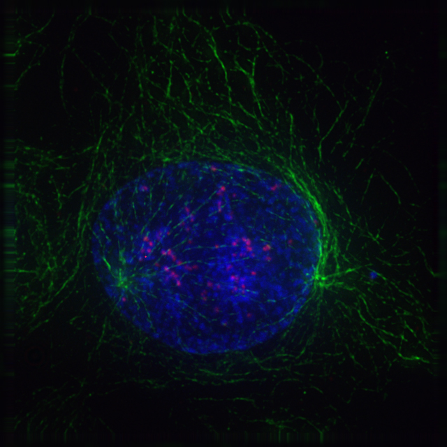 Early prophase: Polar microtubules, shown as green strands, have established a matrix around the currently intact nucleus, with the condensing chromosomes in blue. The red nodules are the centromeres.