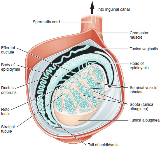 Diagram of inner structures of testes.