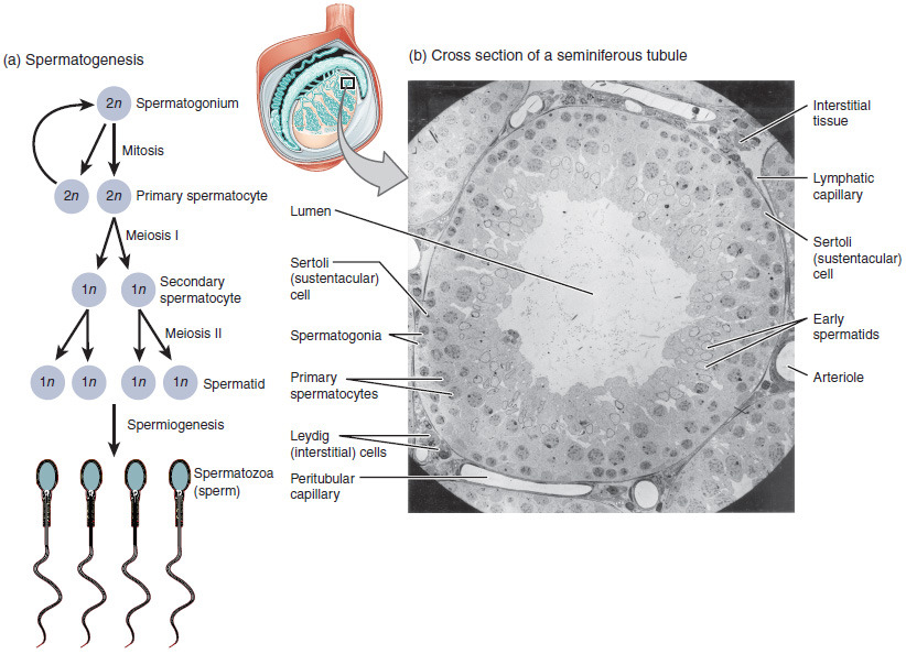 The process of spermatogenesis as the cells progress from primary spermatocytes, to secondary spermatocytes, to spermatids, to Sperm.