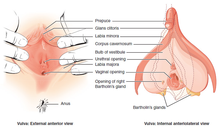 External and internal views of the vulva.
