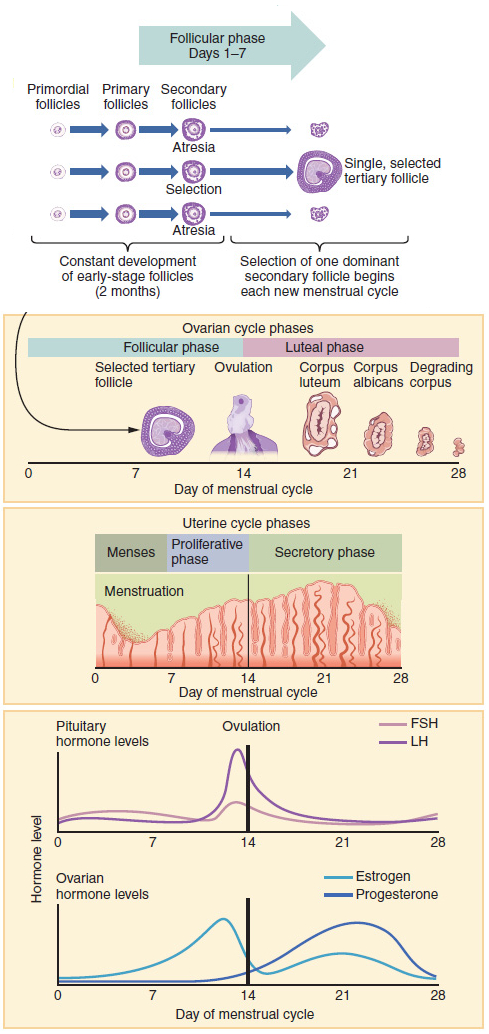 The progression of the menstrual cycle and the different hormones regulating it.