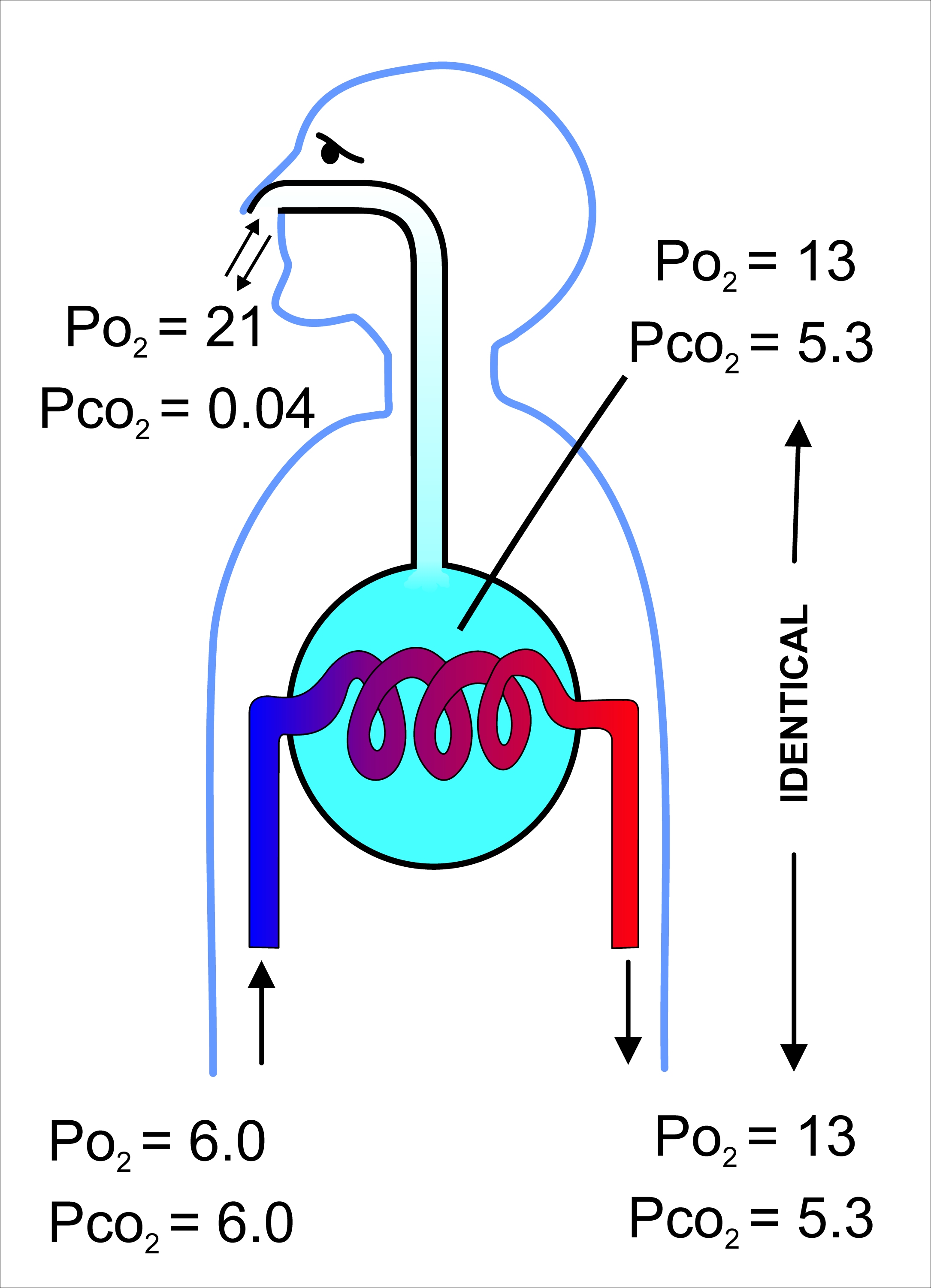 A highly diagrammatic illustration of the process of gas exchange in the mammalian lungs, emphasizing the differences between the gas compositions of the ambient air, the alveolar air (light blue) with which the pulmonary capillary blood equilibrates, and the blood gas tensions in the pulmonary arterial (blue blood entering the lung on the left) and venous blood (red blood leaving the lung on the right). All the gas tensions are in kPa. To convert to mm Hg, multiply by 7.5.