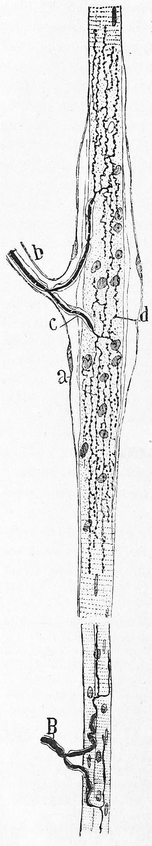 Muscle spindle from the pectoral muscle of a frog. Bottom part of figure: B) extrafusal muscle fibers with efferent motor nerve; top part of figure: myelinated afferent nerve fiber. Histologie du système nerveux de l’homme & des vertébrés, Tome Premier (1909) by Santiago Ramón y Cajal translated from Spanish by Dr. L. Azoulay.