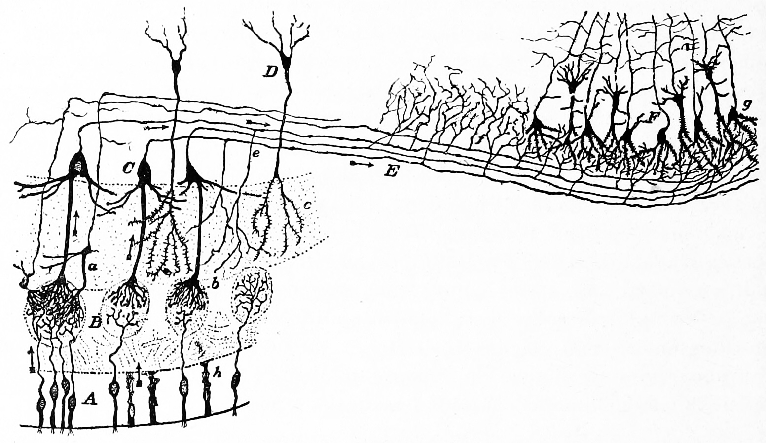 Diagram of the structure of the olfactory bulb and olfactory cortex. A) Olfacory mucosa; B) glomeruli in the olfactory bulb; C) mitral cells; D) granule cells; E) olfactory nerve; F) pyramidal cells in the olfactory cortex. Action potentials fired by the olfactory receptor cells and subsequently by the cells in the olfactory bulb, travel to the olfactory cortex (arrows). Histologie du système nerveux de l’homme & des vertébrés, Tome Premier (1909) by Santiago Ramón y Cajal translated from Spanish by Dr. L. Azoulay.