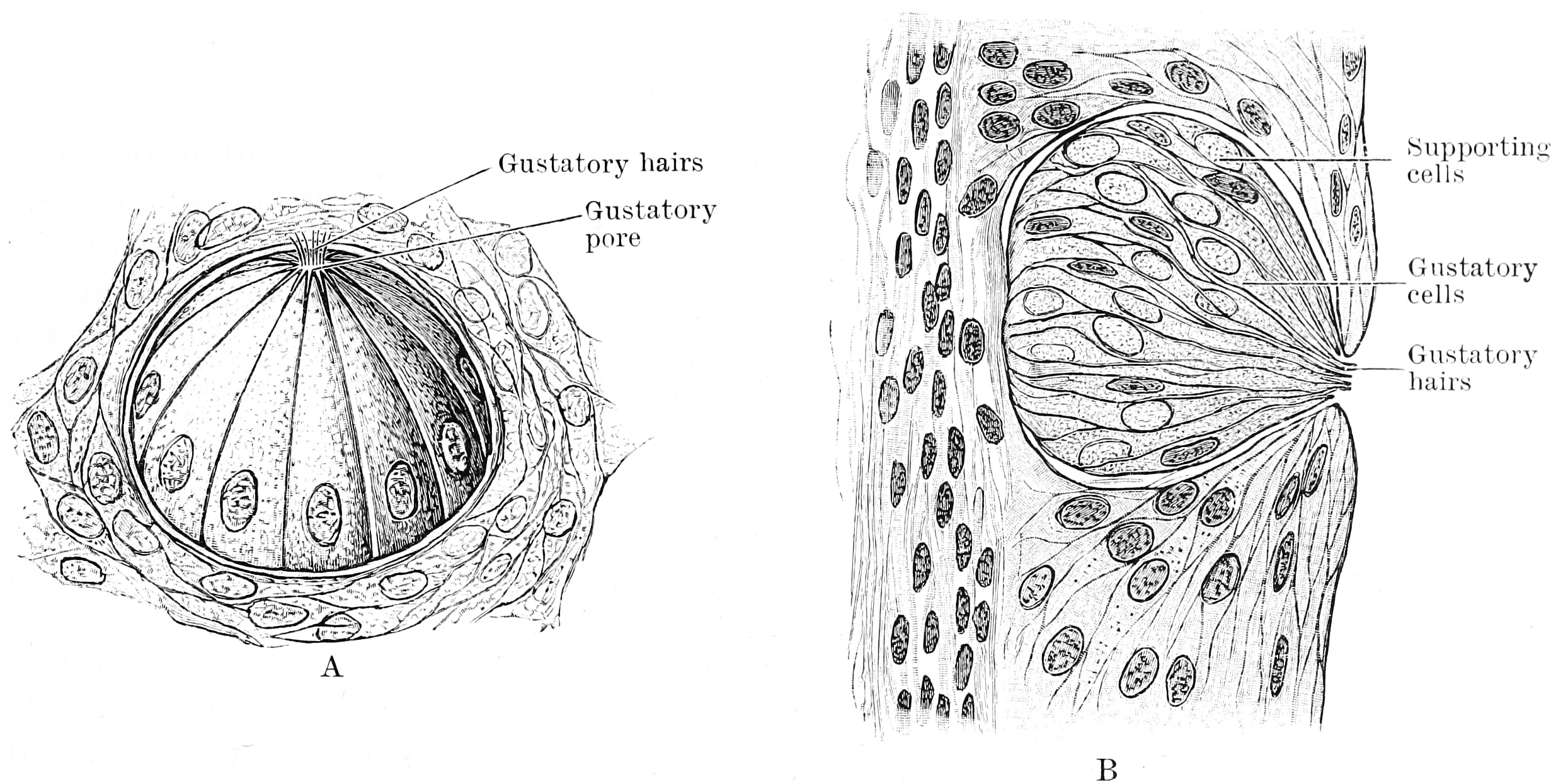 A. Three quarter surface view of a taste bud from the papilla foliata of a rabbit (highly magnified). B. Vertical section of taste bud from the papilla foliata of a rabbit (highly magnified). From Textbook of anatomy. Section 2. The muscular system: the nervous system: the organs of sense and integument edited by D. J. Cunningham