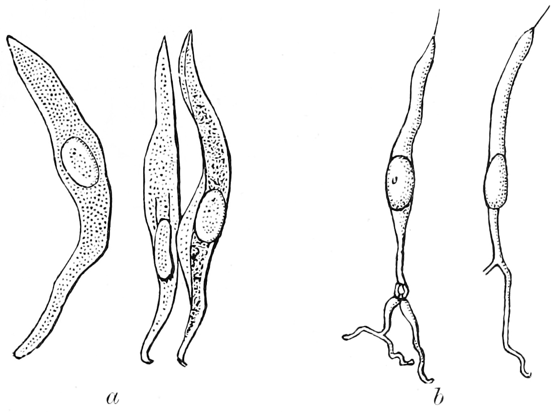 Isolated cells from taste bud of a rabbit. a, Supporting cells. b, Gustatory cells. From Textbook of anatomy. Section 2. The muscular system: the nervous system: the organs of sense and integument edited by D. J. Cunningham