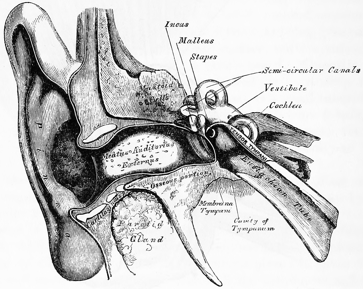 Front view of the right outer, middle and inner human ear. Gray, Henry, 1825-1861. Anatomy, descriptive and surgical; ed. by T. Pickering Pick and Robert Howden. A revised American, from the fifteenth English edition. Philadelphia, Lea, 1901