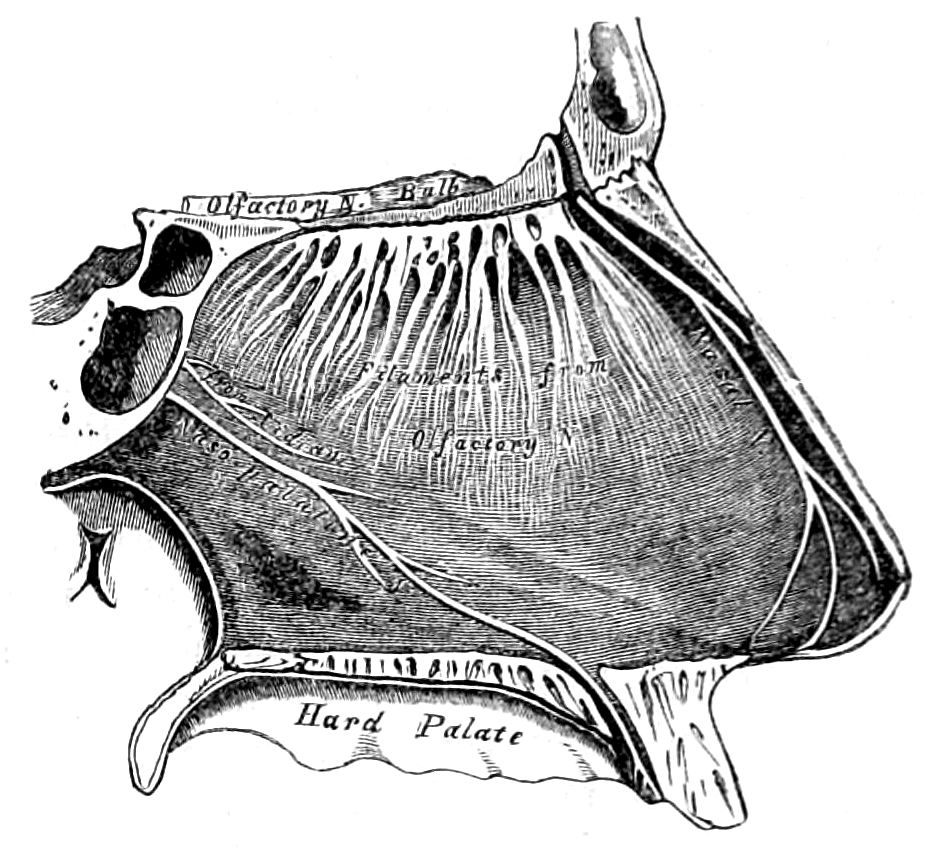 View of the right side of the nasal septum showing the olfactory bulb and the filaments of the olfactory nerve.From Gray, Henry: Anatomy Descriptive And Surgical. 7th Edition, Longmans, Green, And Co., London, 1875.