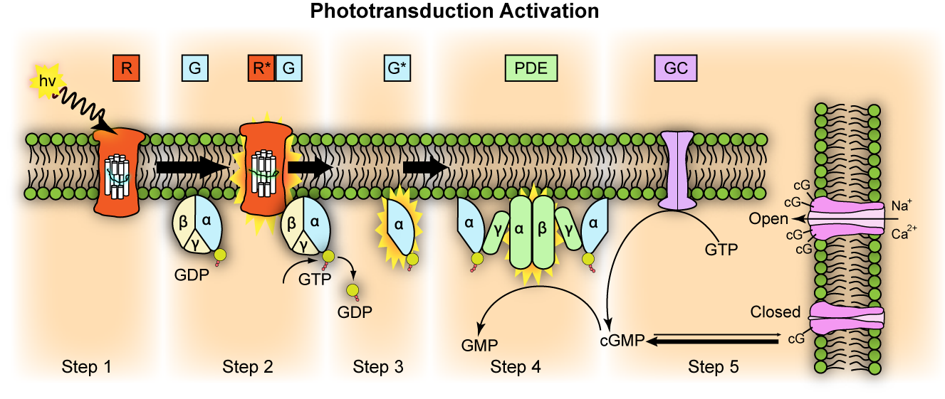 Representation of molecular steps in photoactivation (modified from Leskov et al., 2000). Depicted is an outer membrane disk in a rod. Step 1: Incident photon (hν) is absorbed and activates a rhodopsin by conformational change in the disk membrane to R. Step 2: Next, R makes repeated contacts with transducin molecules, catalyzing its activation to G* by the release of bound GDP in exchange for cytoplasmic GTP, which expels its β and γ subunits. Step 3: G* binds inhibitory γ subunits of the phosphodiesterase (PDE) activating its α and β subunits. Step 4: Activated PDE hydrolyzes cGMP. Step 5: Guanylyl cyclase (GC) synthesizes cGMP, the second messenger in the phototransduction cascade. Reduced levels of cytosolic cGMP cause cyclic nucleotide gated channels to close preventing further influx of Na+ and Ca2+.