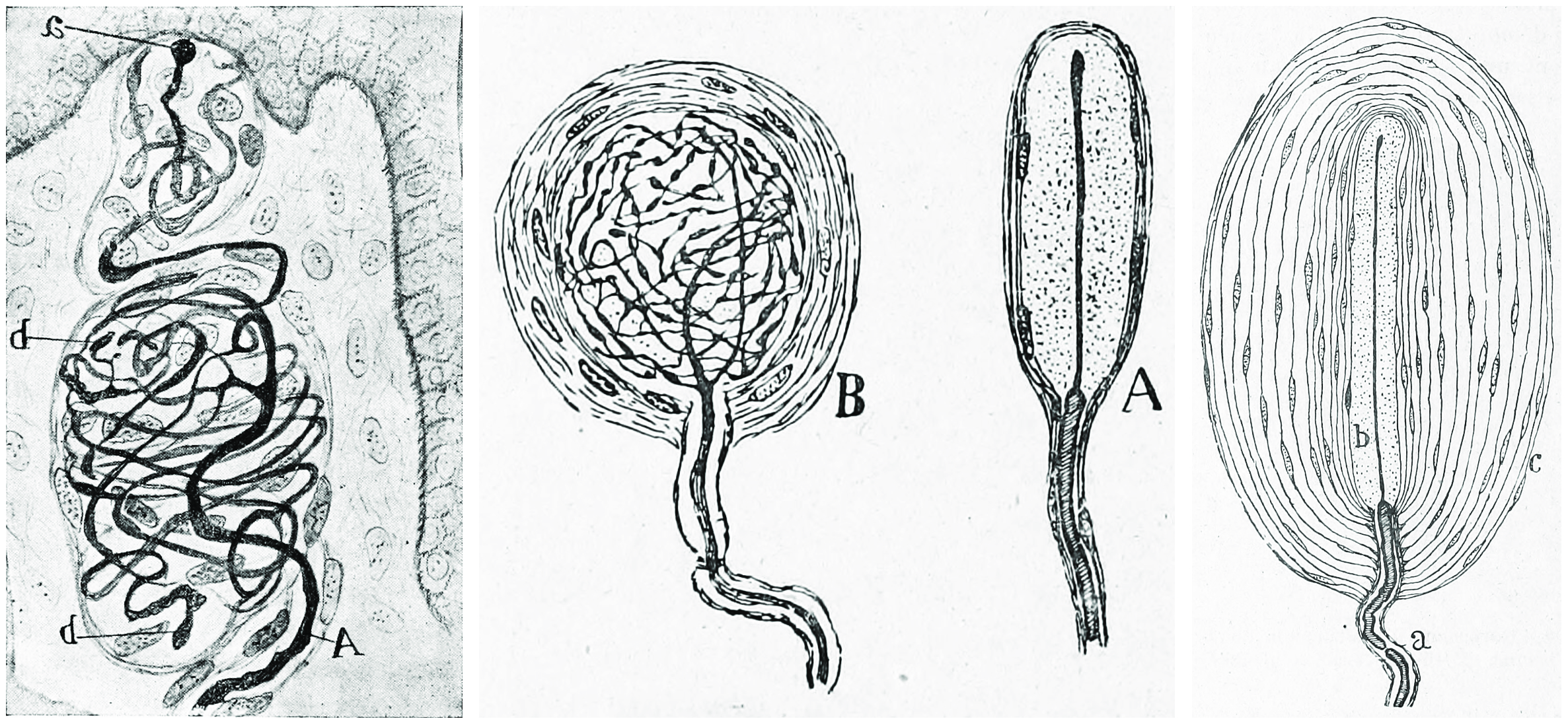 Tactile corpuscles (from left to right): Meissner, Krause, Pacini